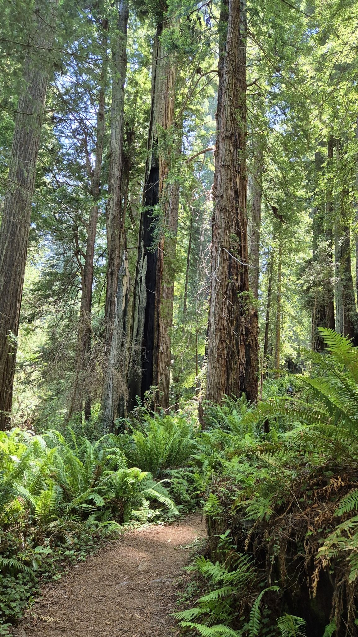 Dirt path through a sunlit forest with tall trees and ferns. - Trillium Falls Trail
