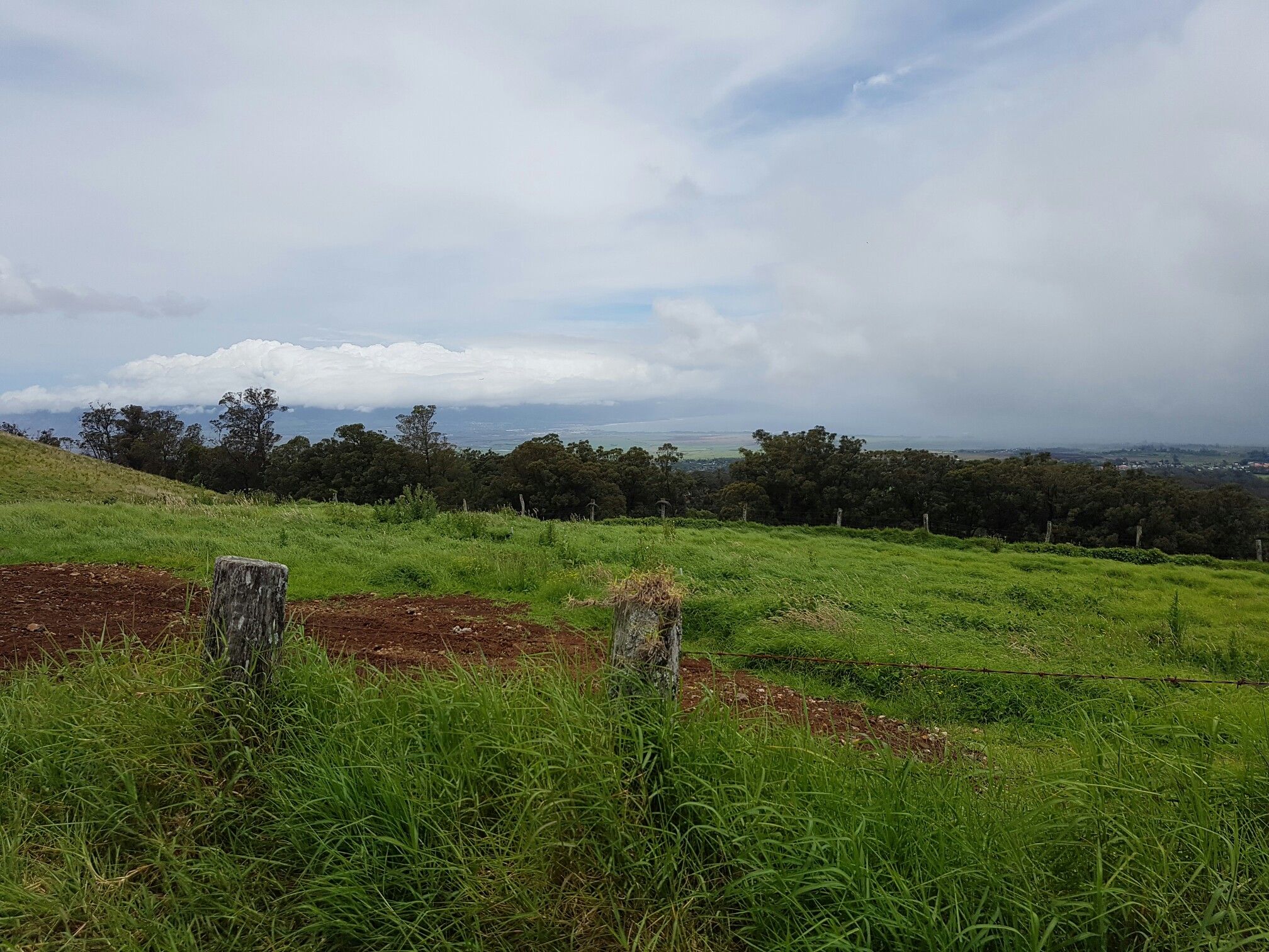 Green grassy field with fence posts under an overcast sky. - Piʻiholo Road via Olinda Road loop