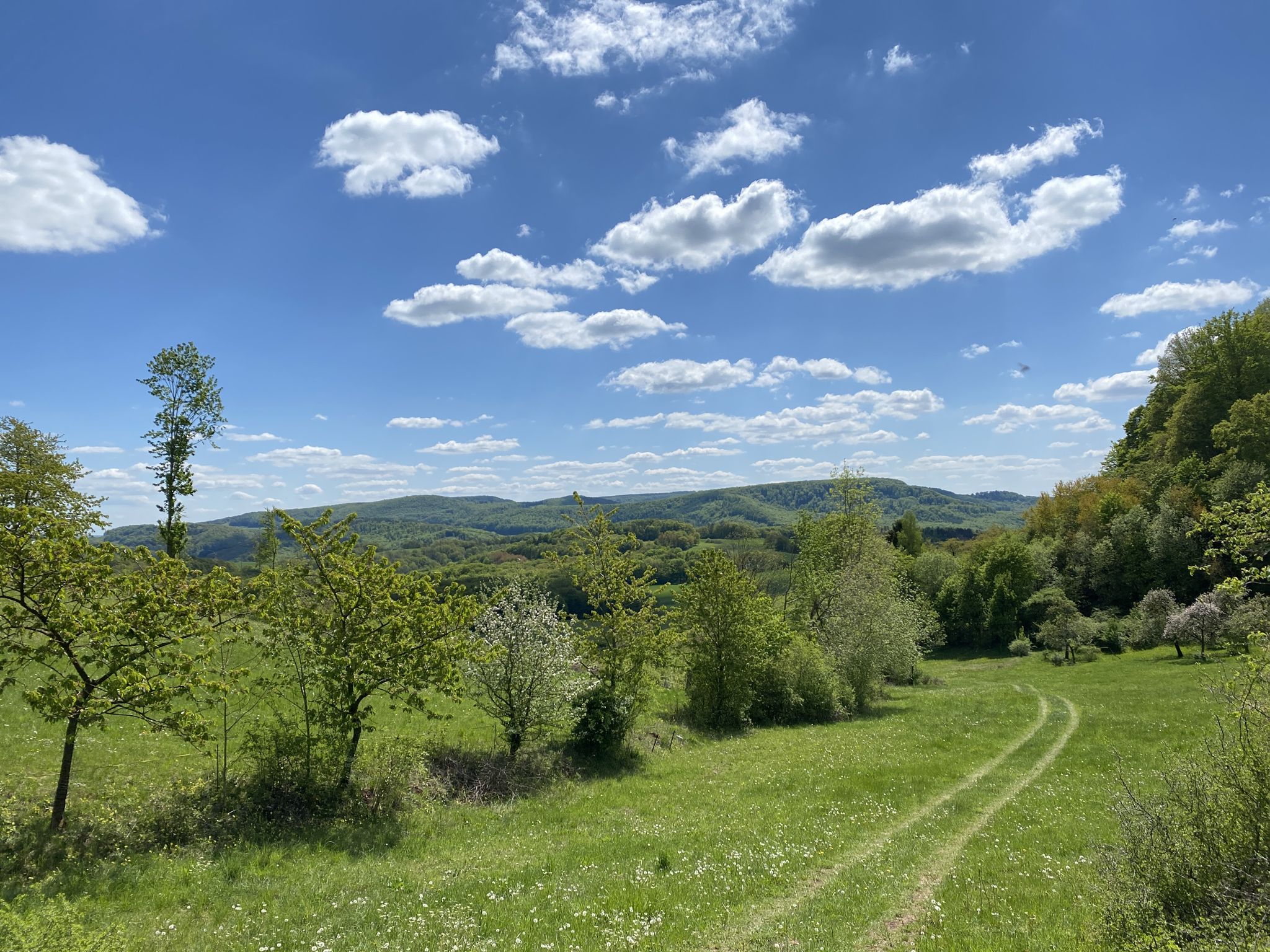 06.05.20: Wiesentrail zw. Röhrs- und Erpelsberg