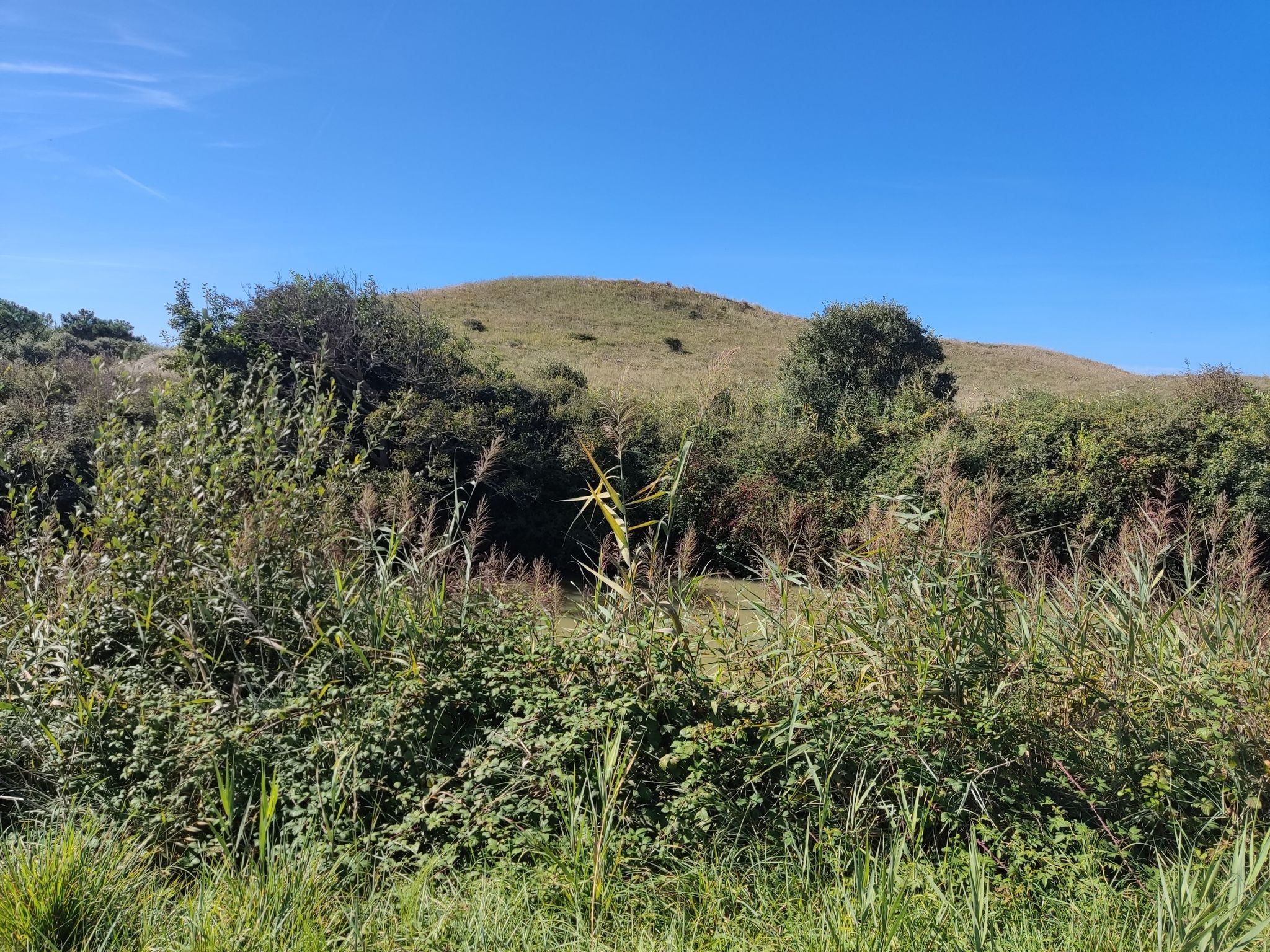 Dunes de St Gilles le long du Jaunay avec chemin arboré