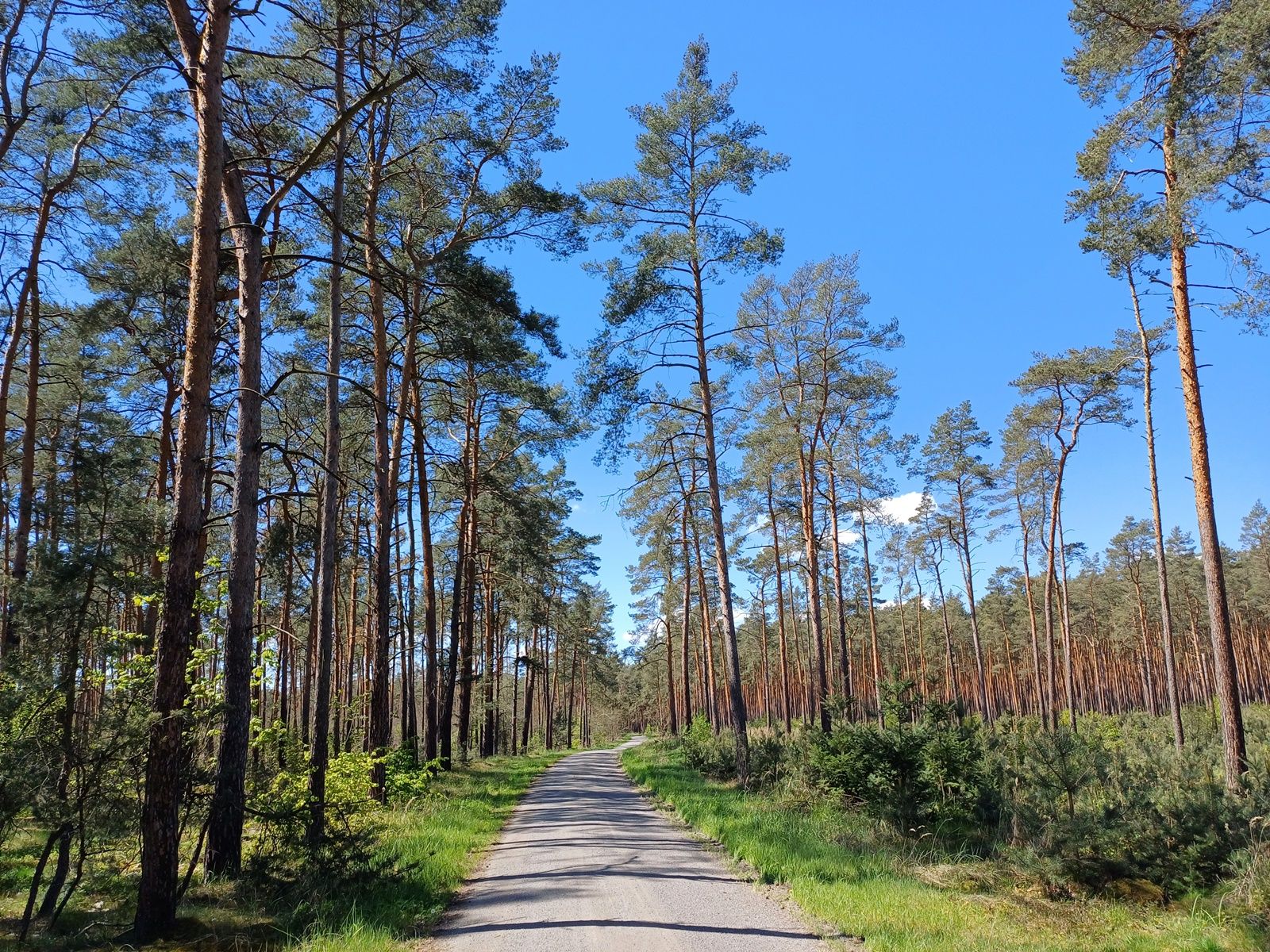 Idyllischer Radweg nach Beilrode