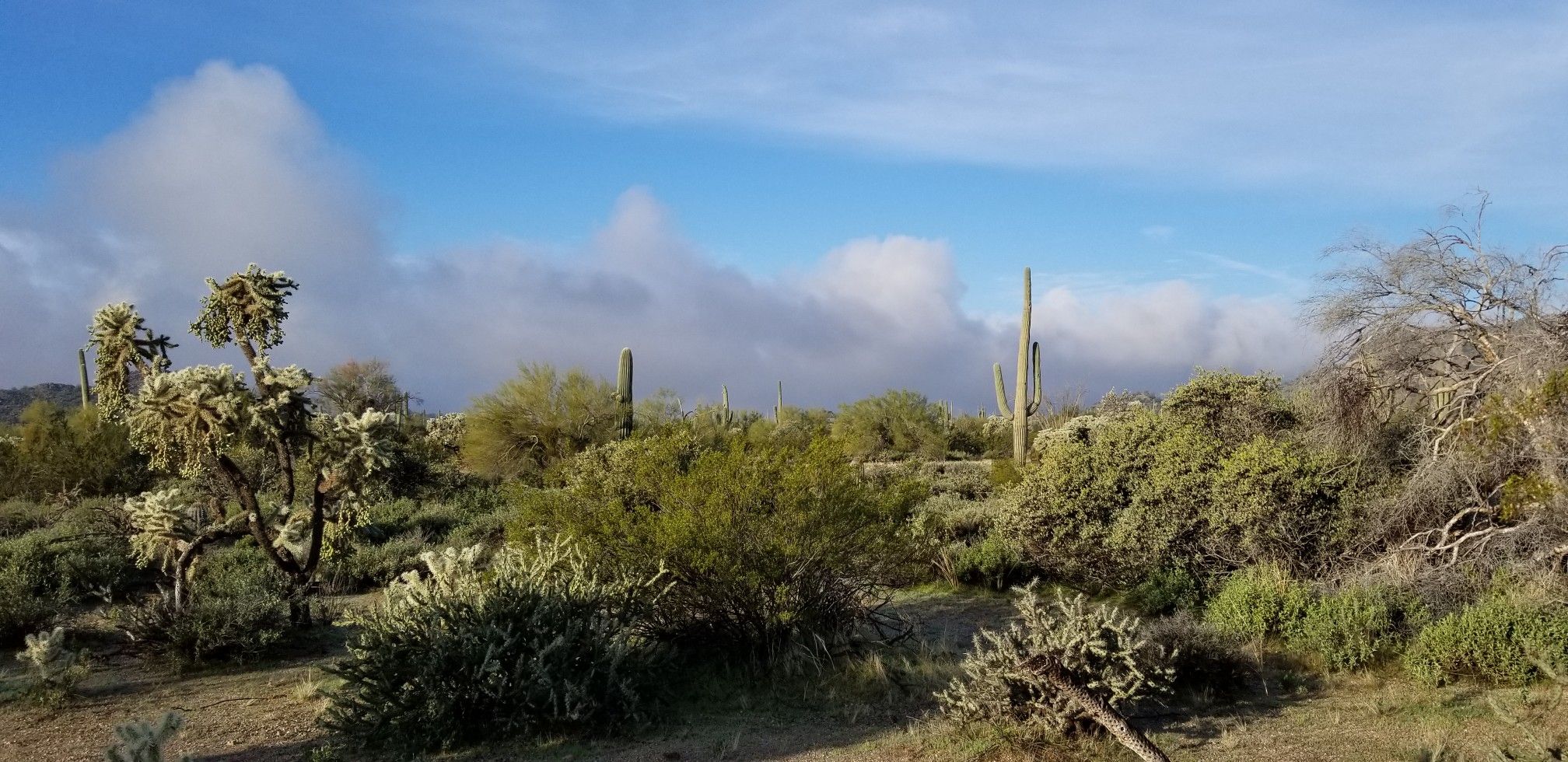 Sunny desert landscape with saguaro and cholla cacti under a blue, cloudy sky. - Lost Sheep Trail – Moon Rock Trail loop from Usery Mountain Regional Park