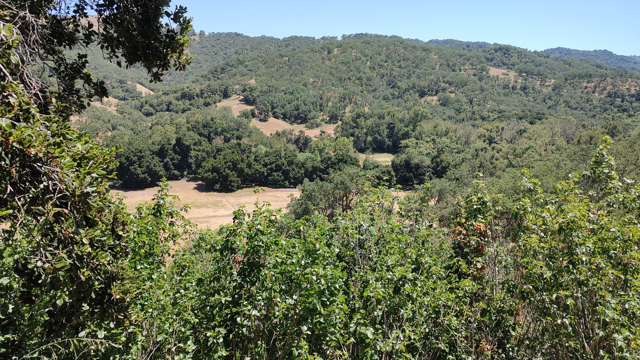 Sunny view of green and dry hills with dense trees and clear sky. - Bald Peaks and Longwall Canyon Loop