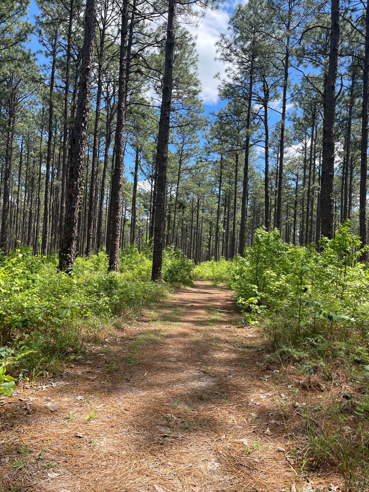 A sunlit dirt path winding through a dense pine forest. - Wild Azalea Trail