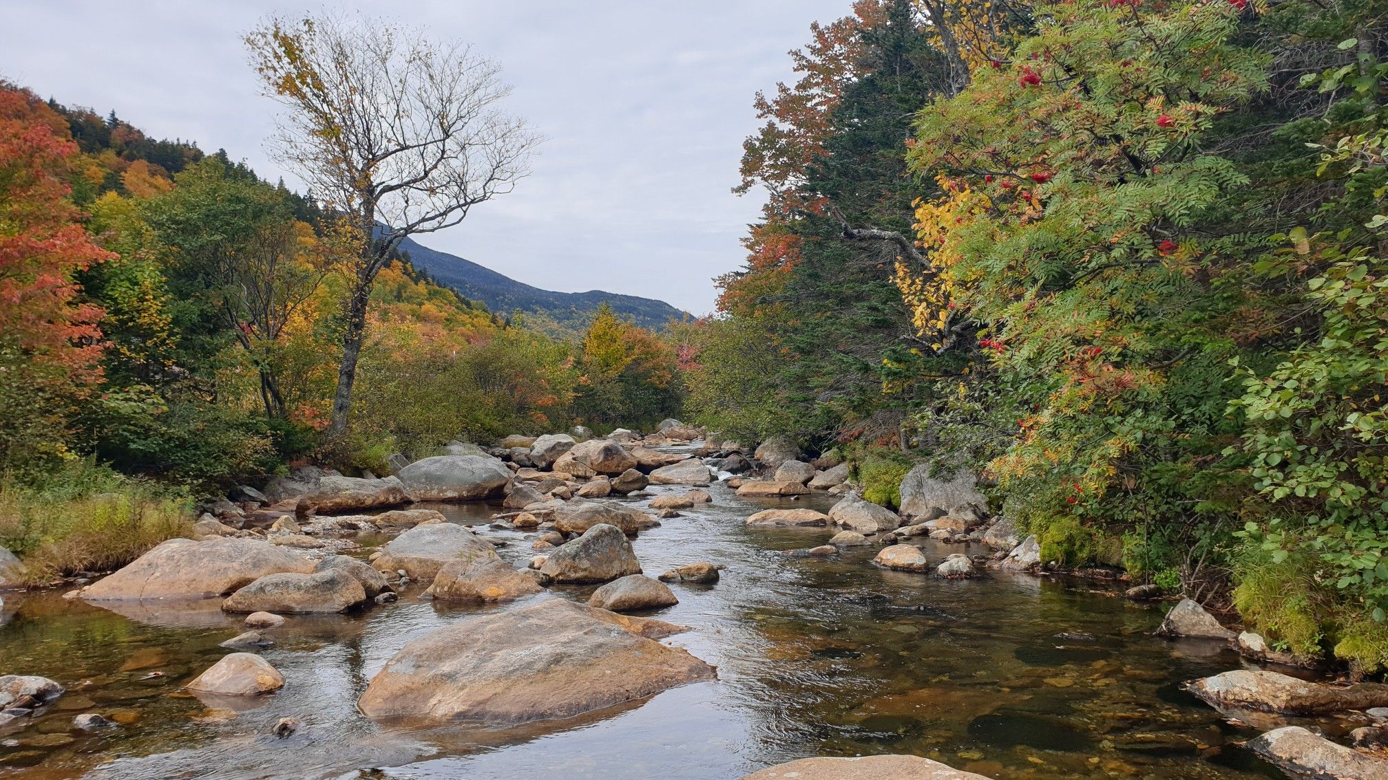 Rocky river flowing through a colorful autumn forest under a cloudy sky. - Wildcat Ridge Trail to Nineteen Mile Brook Trail