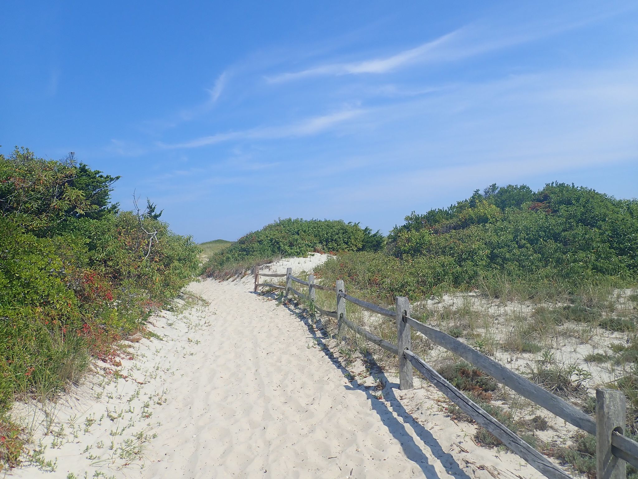 Sandy path winding through green dunes under a bright blue sky. - Island Beach State Park Bike Route
