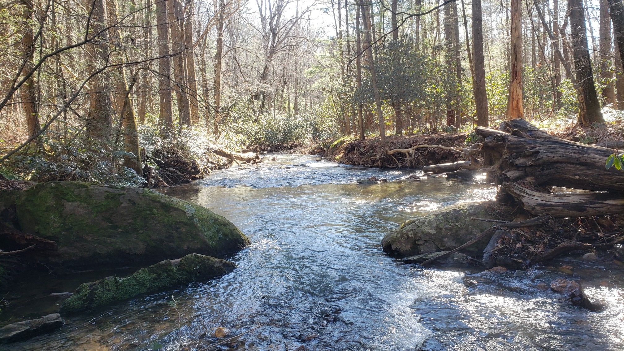 A sunlit forest stream flows over rocks, surrounded by trees. - Big Berea, Bull Creek and White Pine Loop