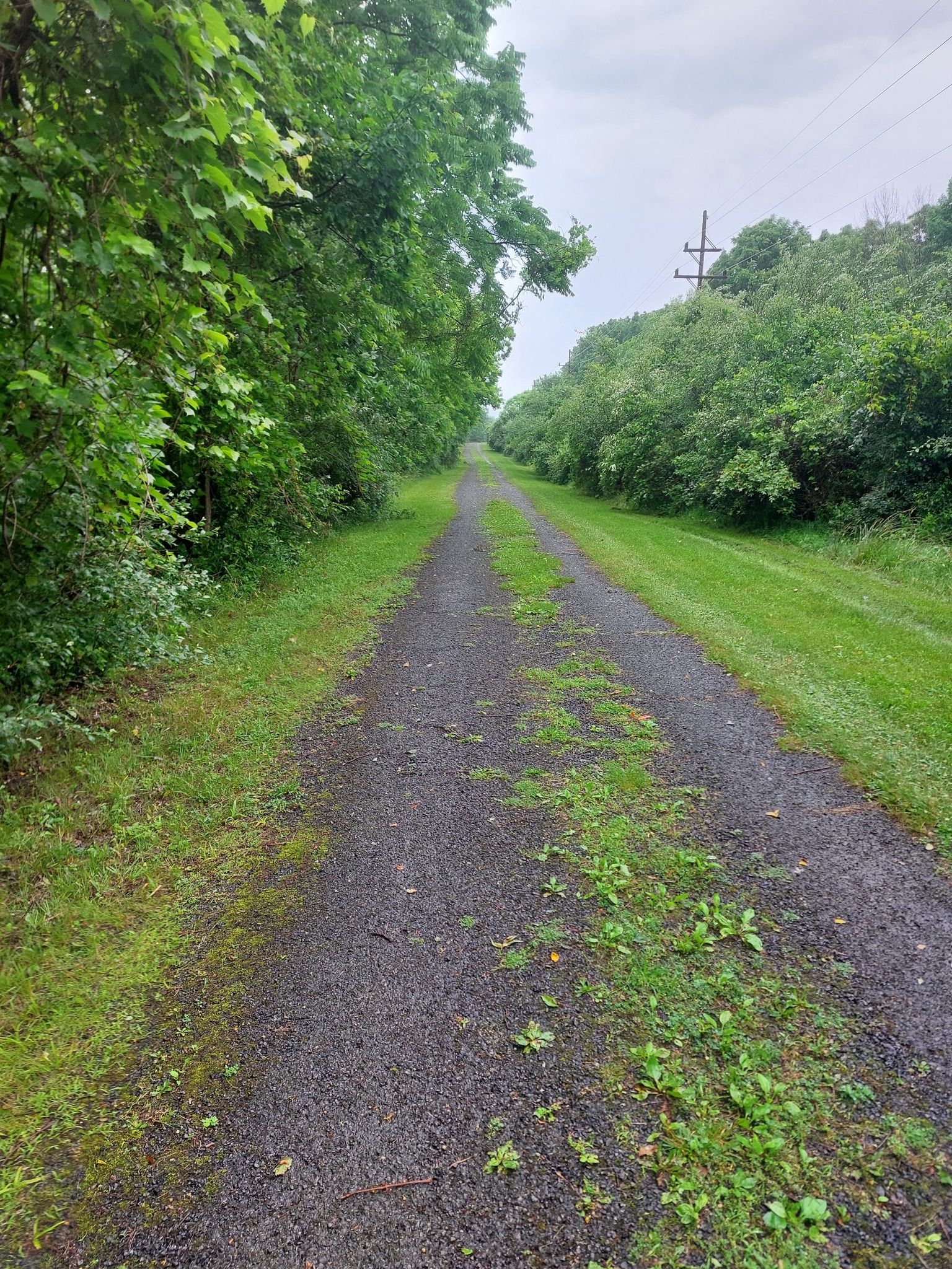 A narrow, overgrown path stretches between lush green trees under an overcast sky. - Seneca Lake View – Seneca Lake loop from City of Geneva