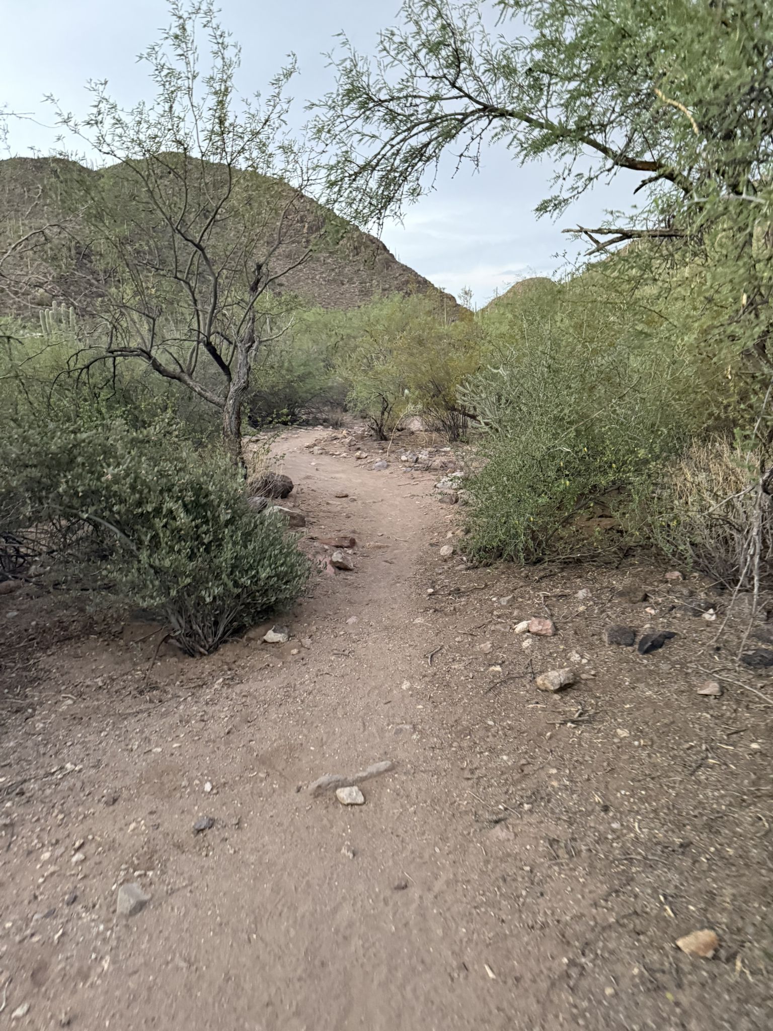 Winding dirt path through green desert shrubs and rocky hills. - Bowen House via Camino de Oeste