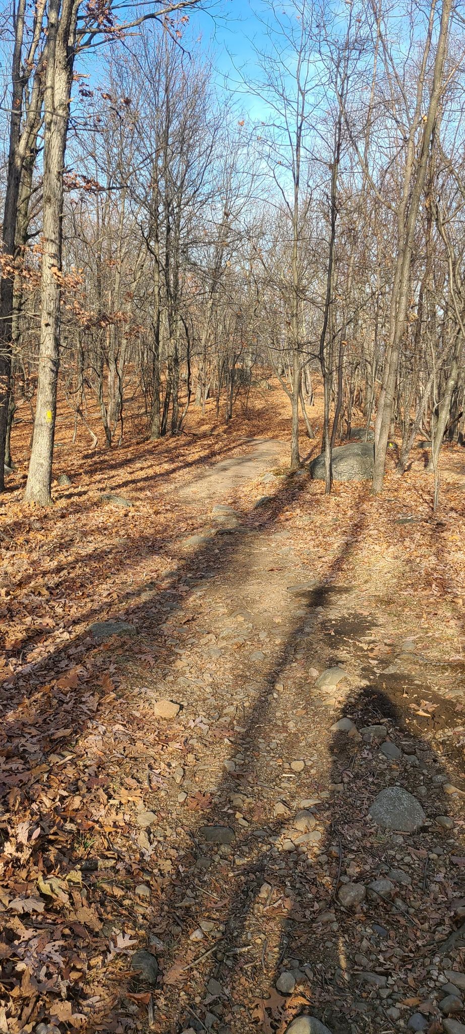 Sunny dirt path winding through a bare forest with fallen leaves and long shadows. - Summit and Woodland Trail Loop