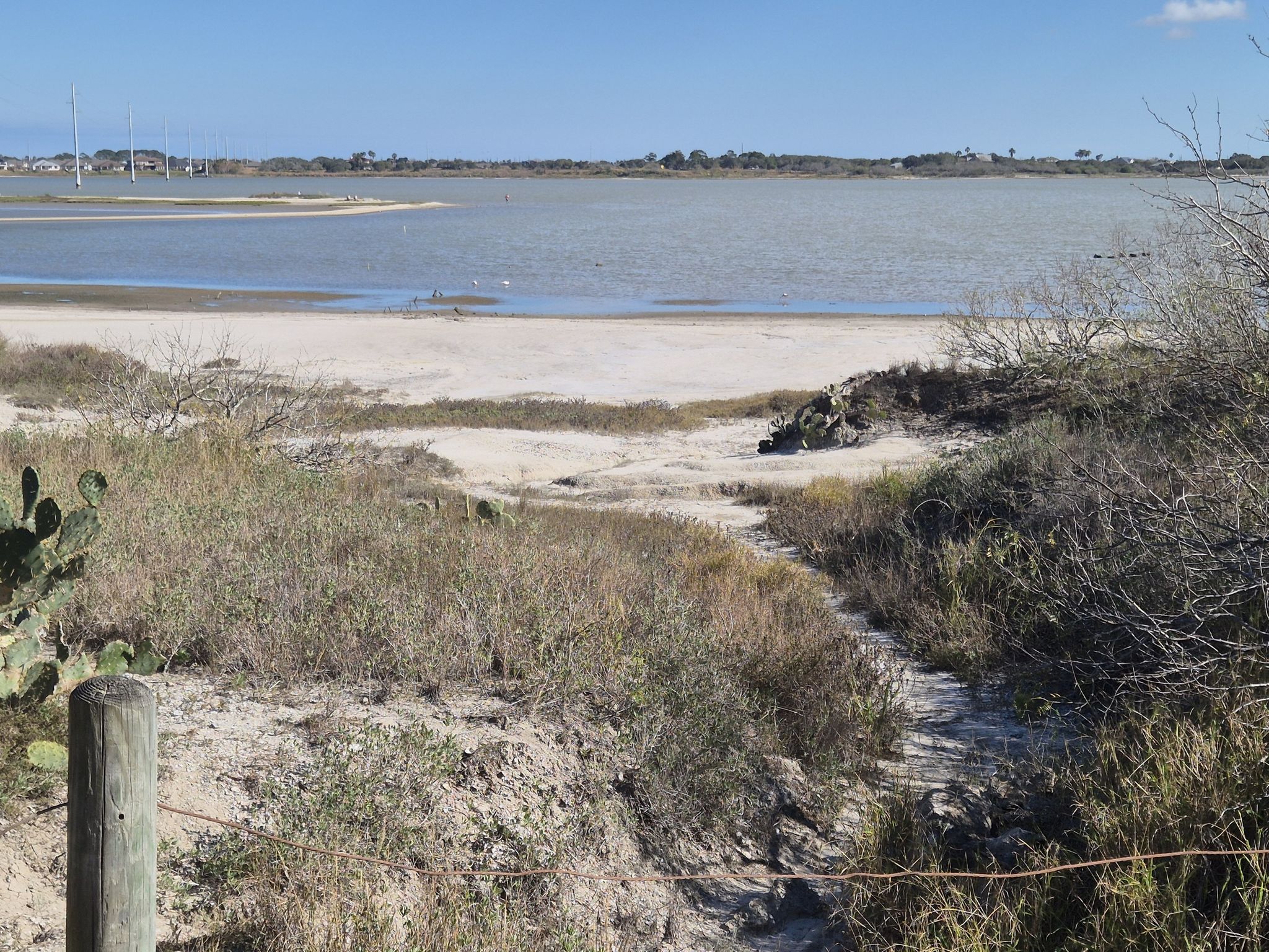 Sandy path through dry vegetation leading to a calm beach and water. - Oso Bay Wetlands Preserve Trail