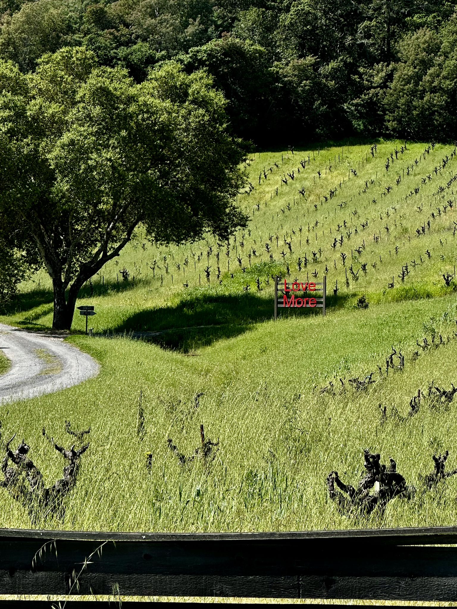Green grassy hillside vineyard with a large tree and distant forest. - West Dry Creek Road loop from Healdsburg