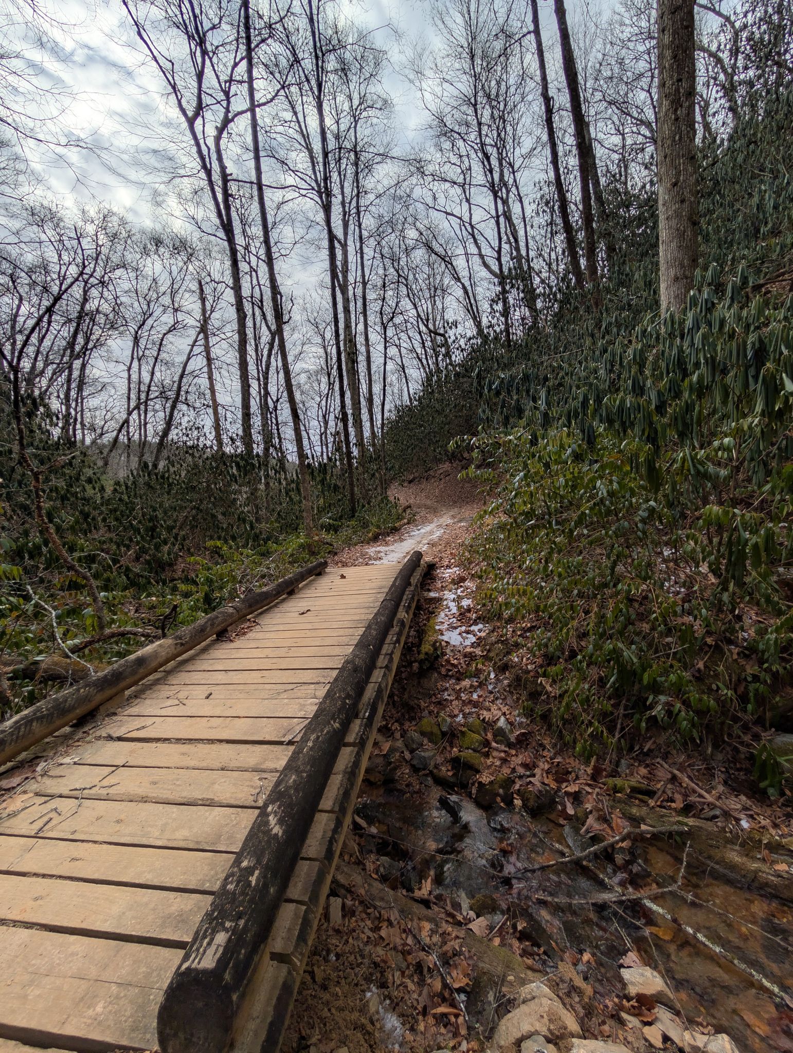 Wooden boardwalk leading to a muddy trail in a bare winter forest. - Pisgah Ranger Station – Andy Cove Nature Trail loop from Davidson River
