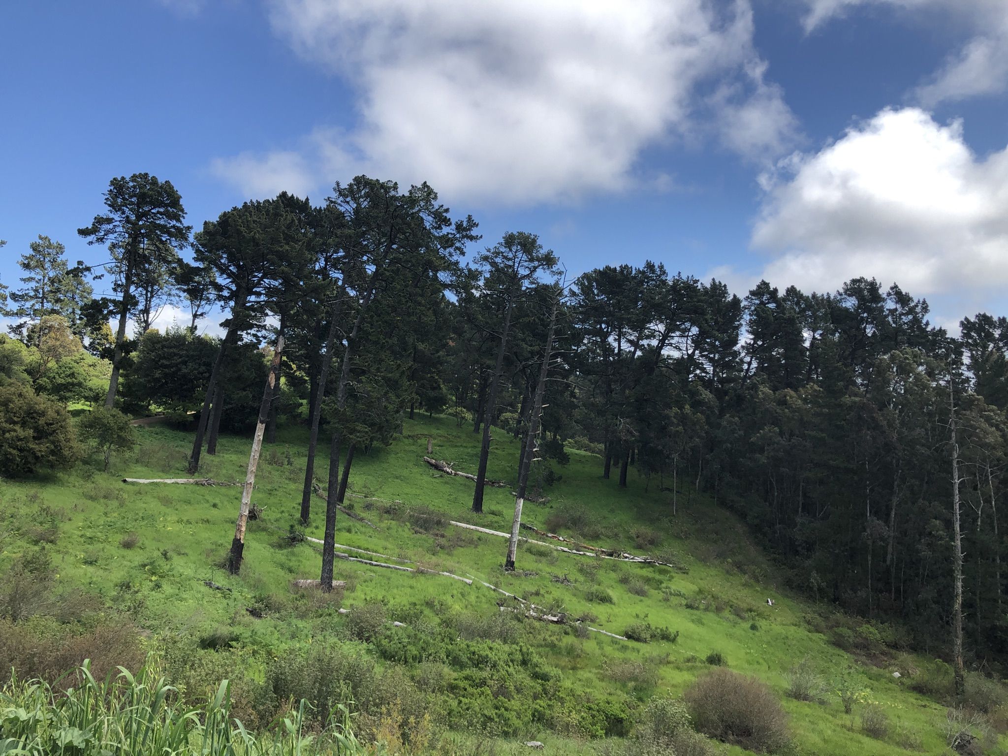 Green hillside with scattered pine trees under a partly cloudy sky. - East Ridge, Phillips, and Stream Trail Loop