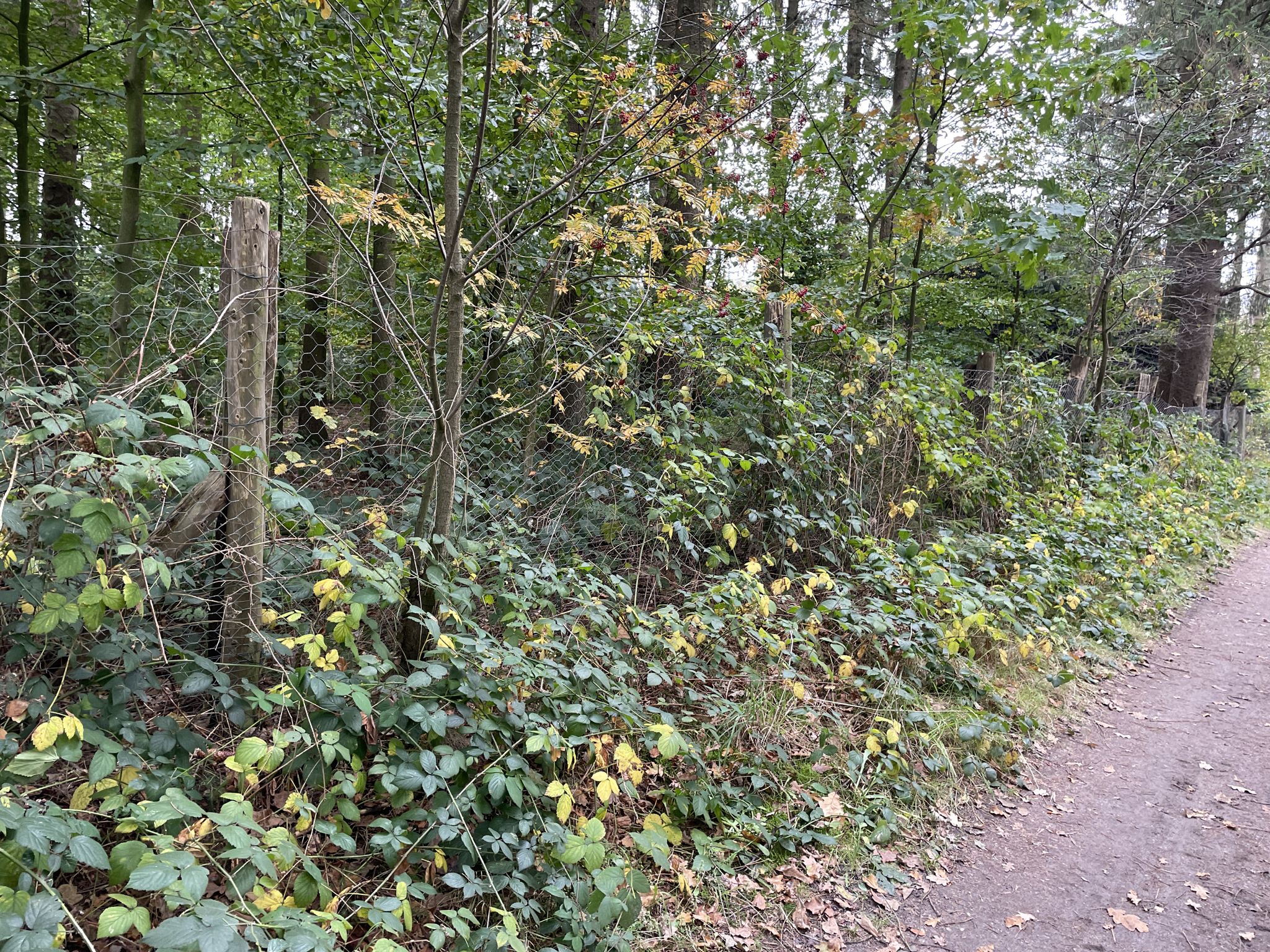 Zahlreiche Brombeersträucher 