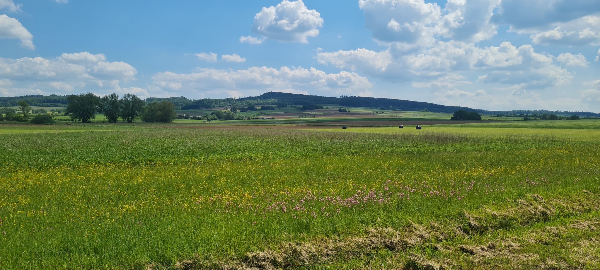 Blick Richtung Leidenhöfer Kopf Radweg Ebsdorf Hachborn