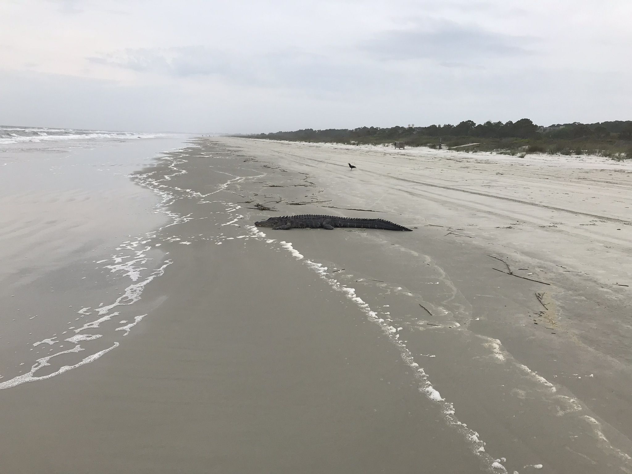 Overcast day on a wide, empty beach with gentle waves and distant trees. - Pond 050 – Kiawah Island Bike Trail loop from Kiawah Island