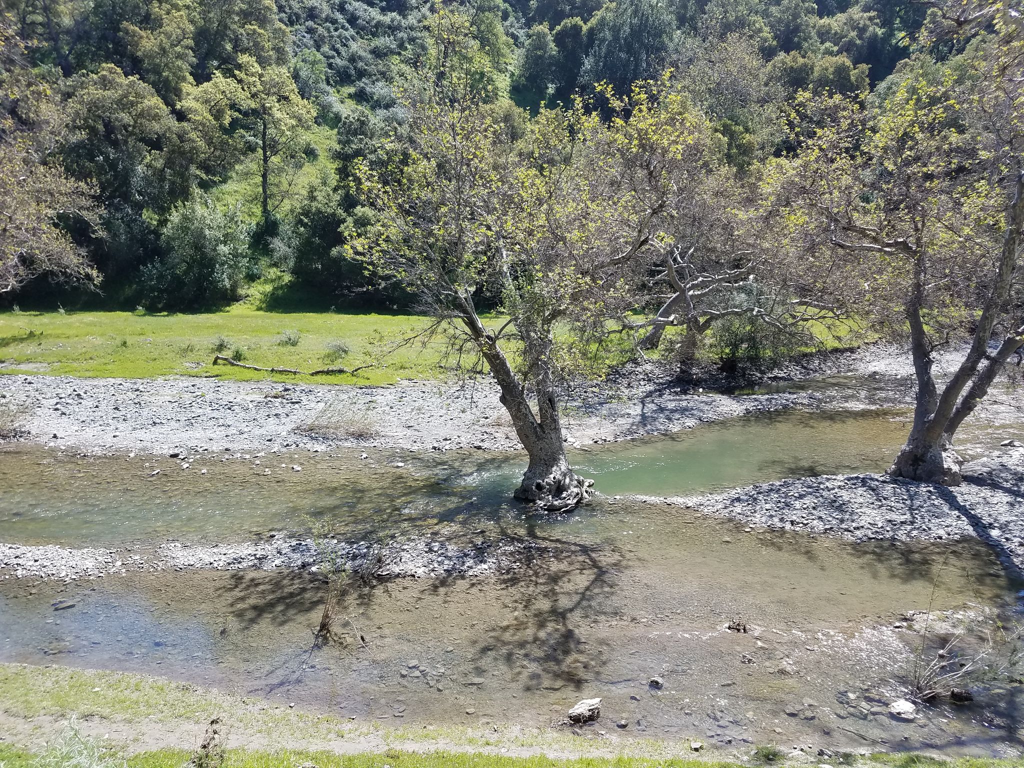 Shallow river with trees growing in the water and on the banks. - Camp Ohlone Road