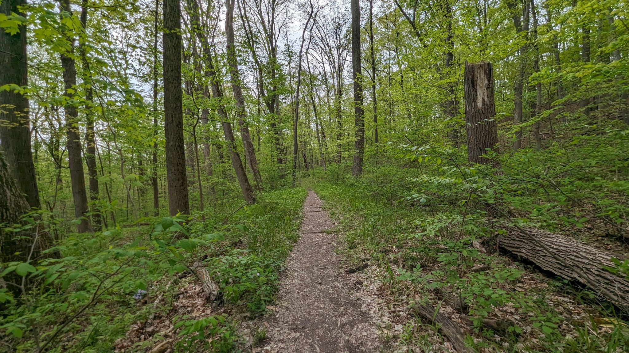 A narrow dirt path winds through a vibrant green, dense forest. - Buckeye and Valley Bridle Trail Loop