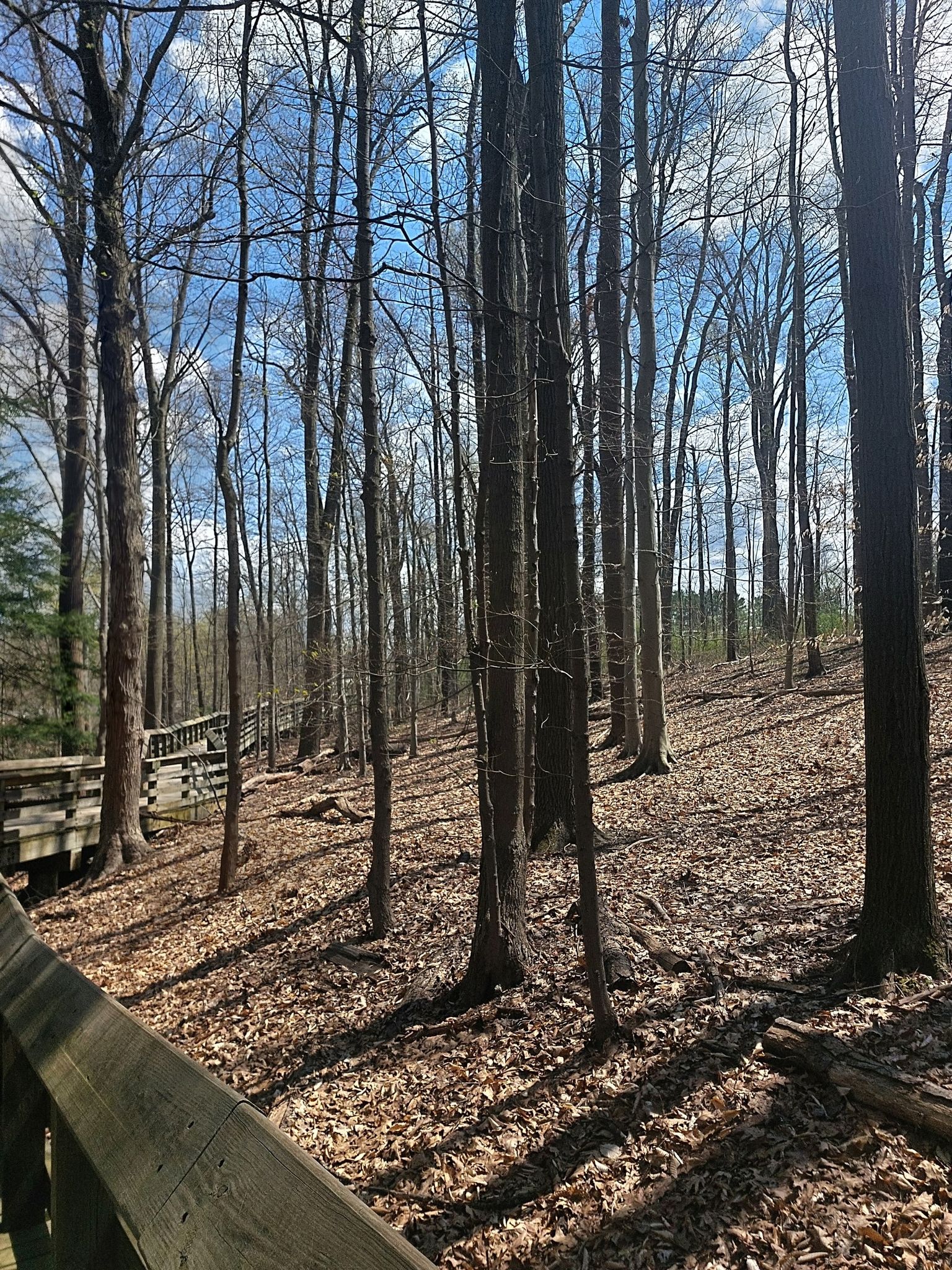 A wooden boardwalk descends into a forest with tall, bare trees and dappled sunlight. - Brandywine Falls – East Rim MTB Trailhead loop from Chittendens Corners