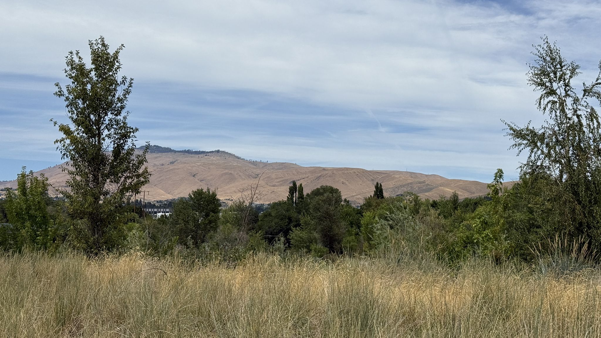 A dry grassy field with green trees and a large brown mountain under a cloudy sky. - Walla Walla Point Park loop from Wenatchee Confluence State Park