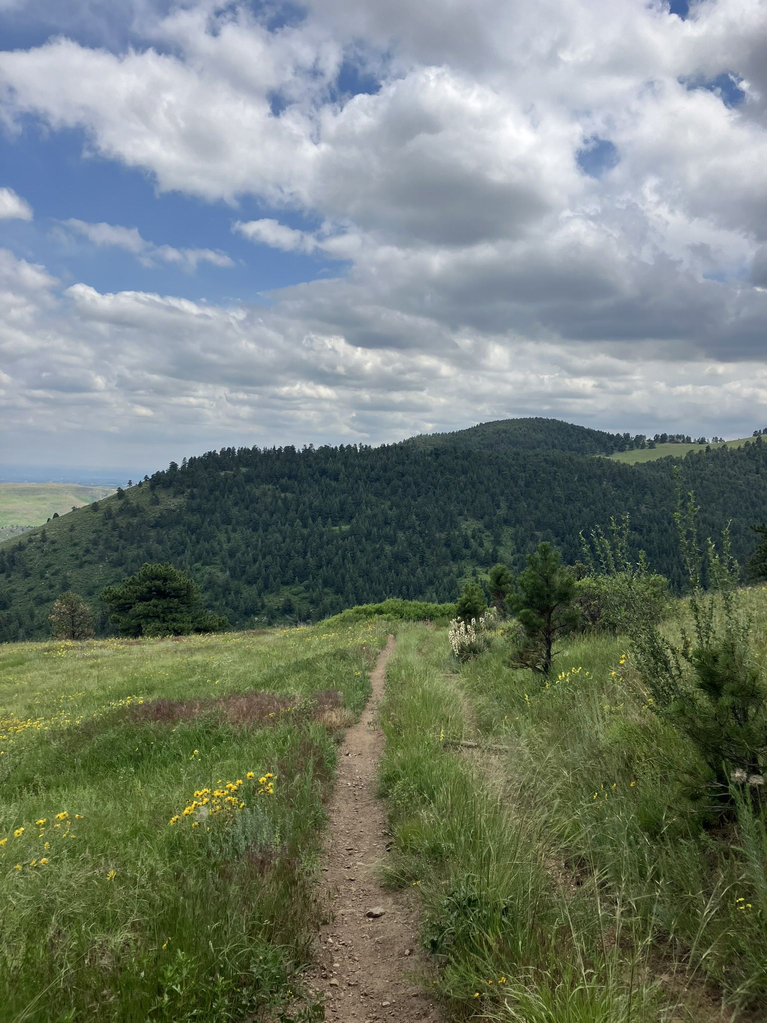 Dirt path through a grassy meadow with wildflowers, leading to forested hills. - Shorthorn-Longhorn Loop