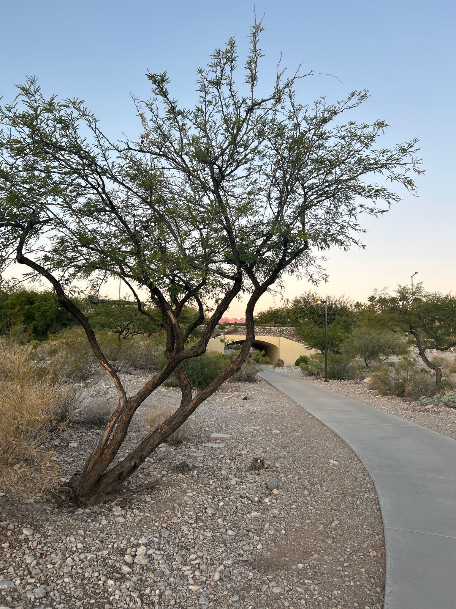 A gnarled tree next to a paved path leading to a bridge at dusk. - Cottonwood Canyon Trail