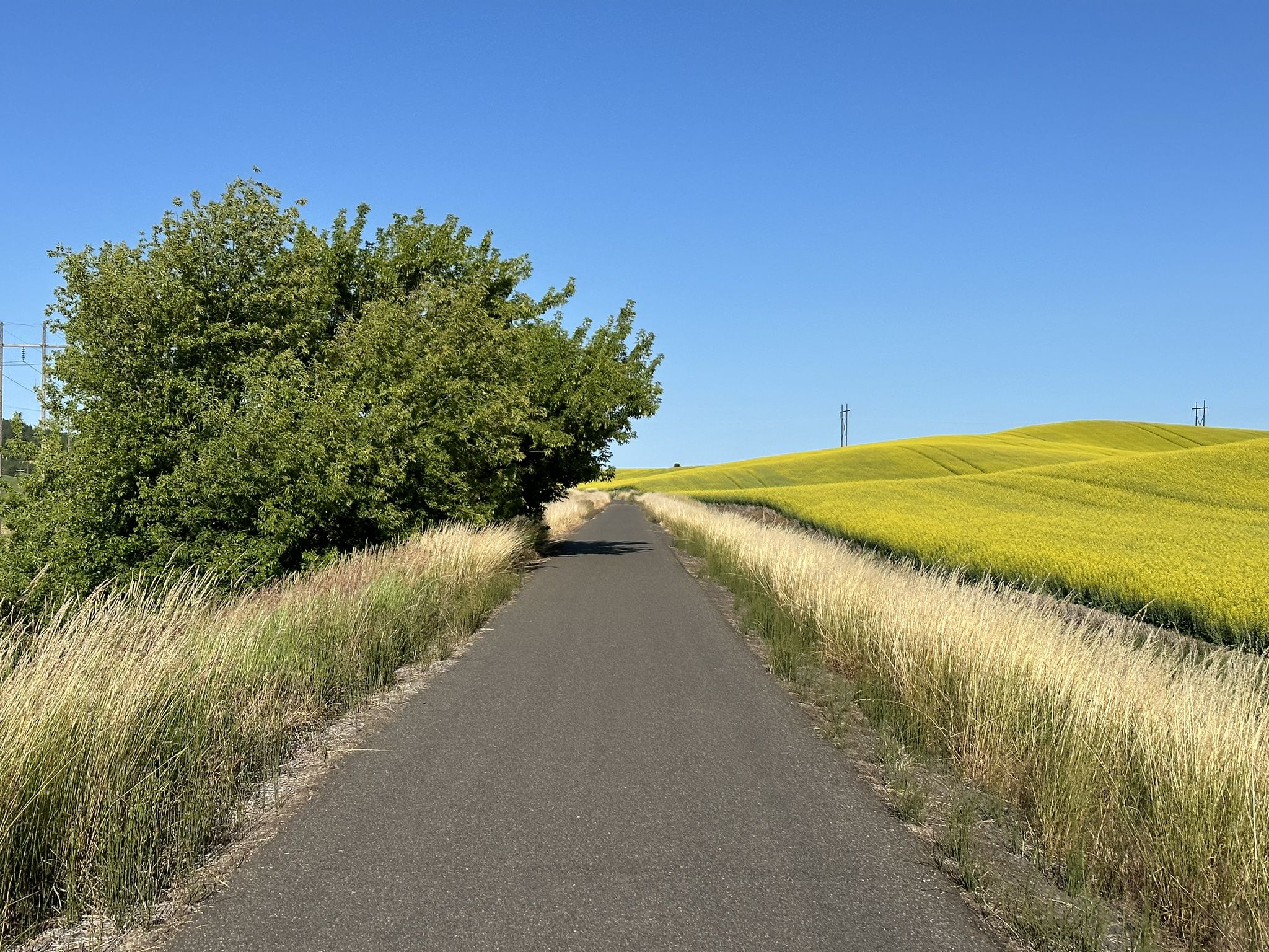 Paved road next to a bright yellow field and green trees under a clear sky. - Moscow, Idaho loop from Moscow