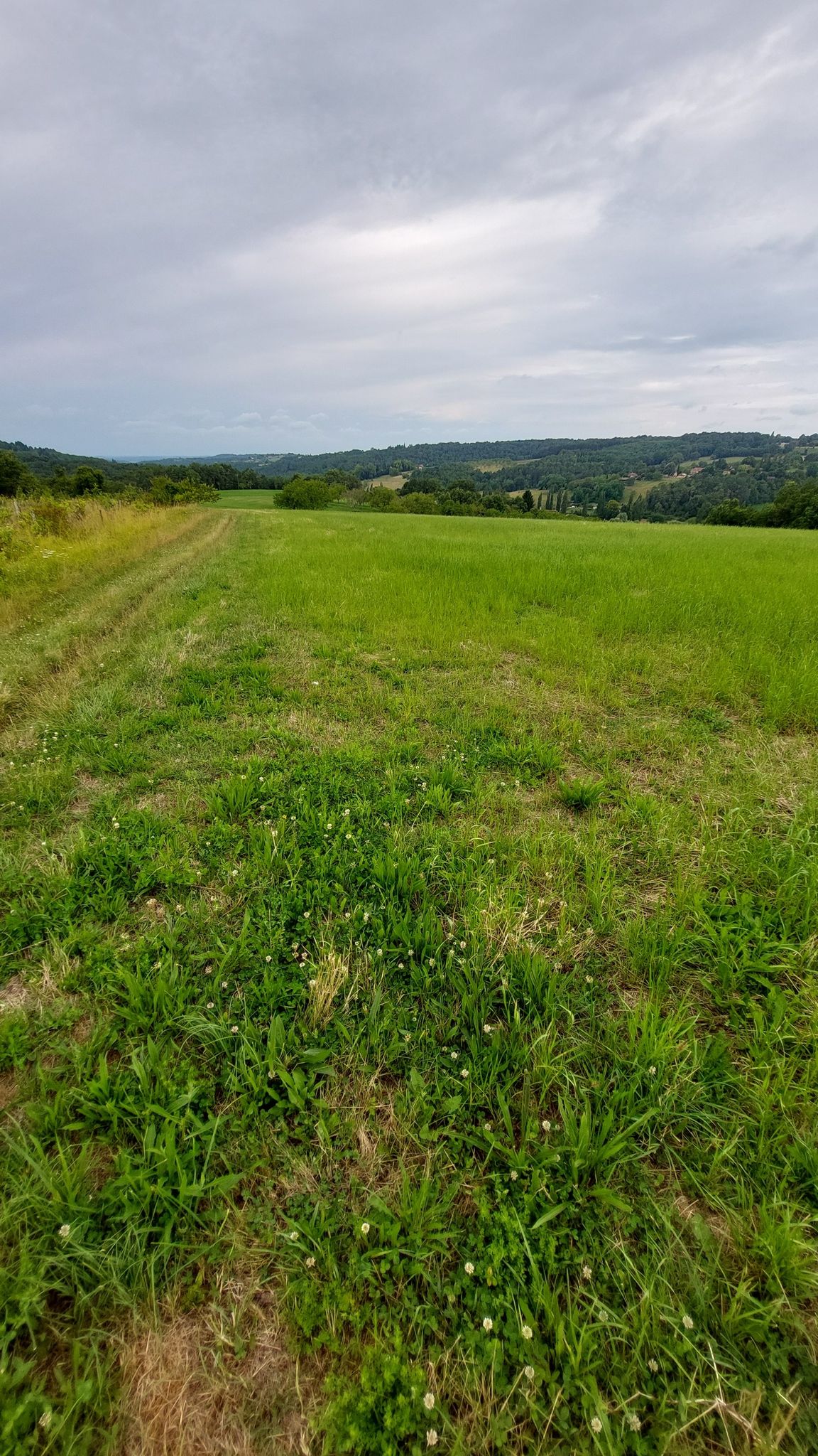 Beautiful view next to abandoned vineyard.