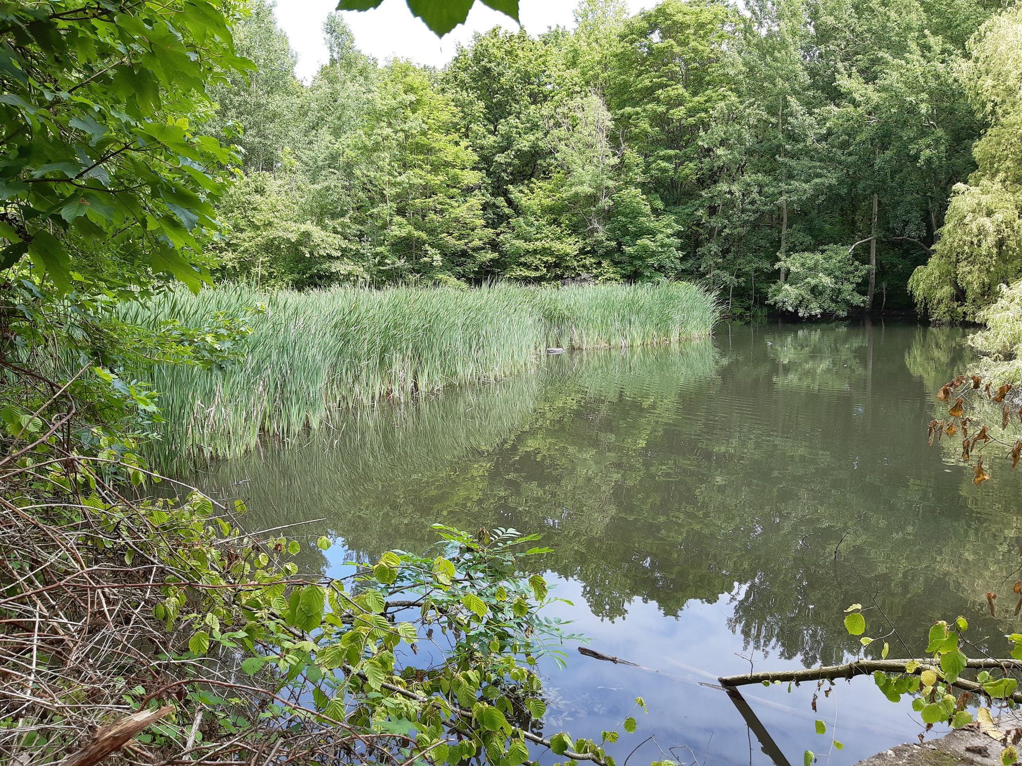 Forêt Régionale de Bondy