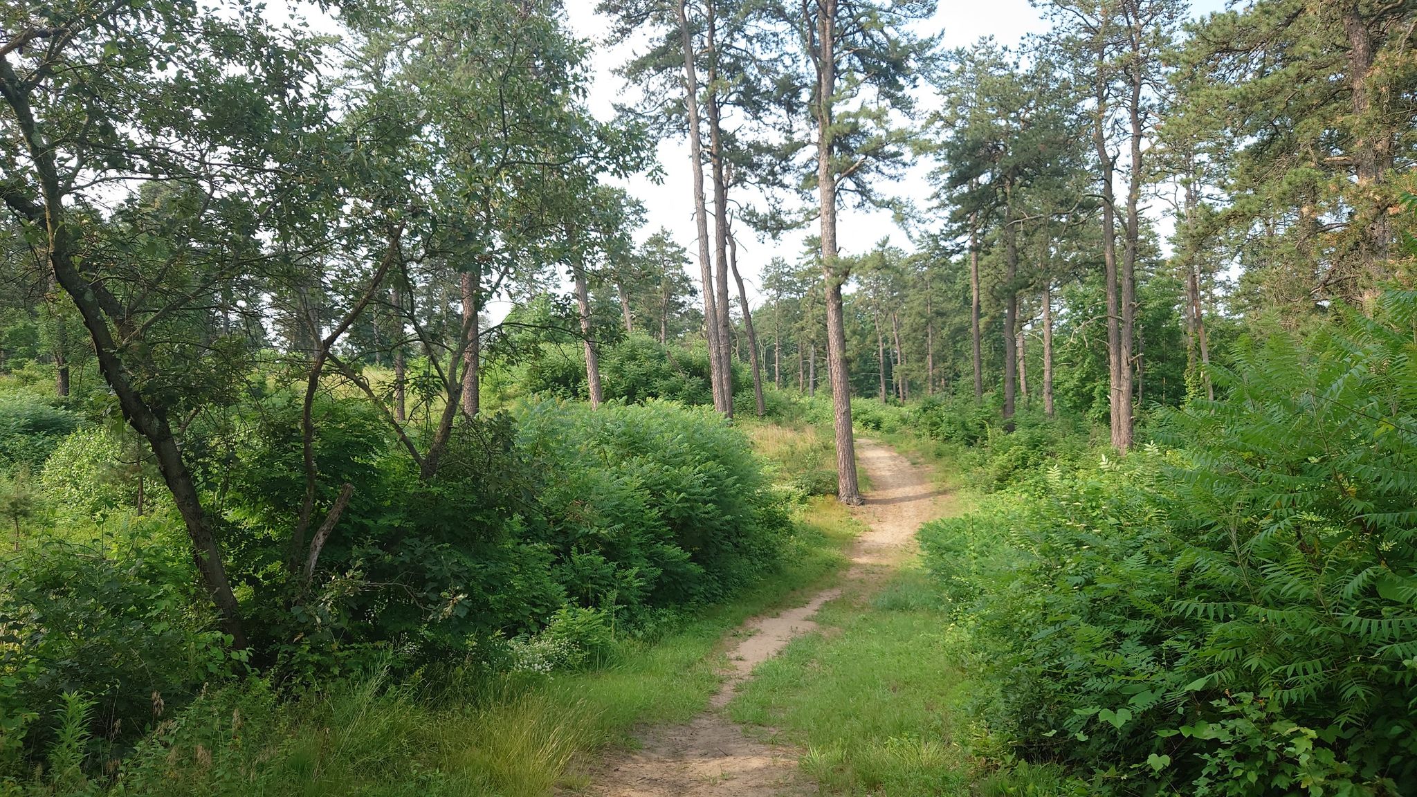 A winding dirt path through a dense, sunlit forest with tall trees. - Blueberry Hill and Kaikout Kill Barrens Loop