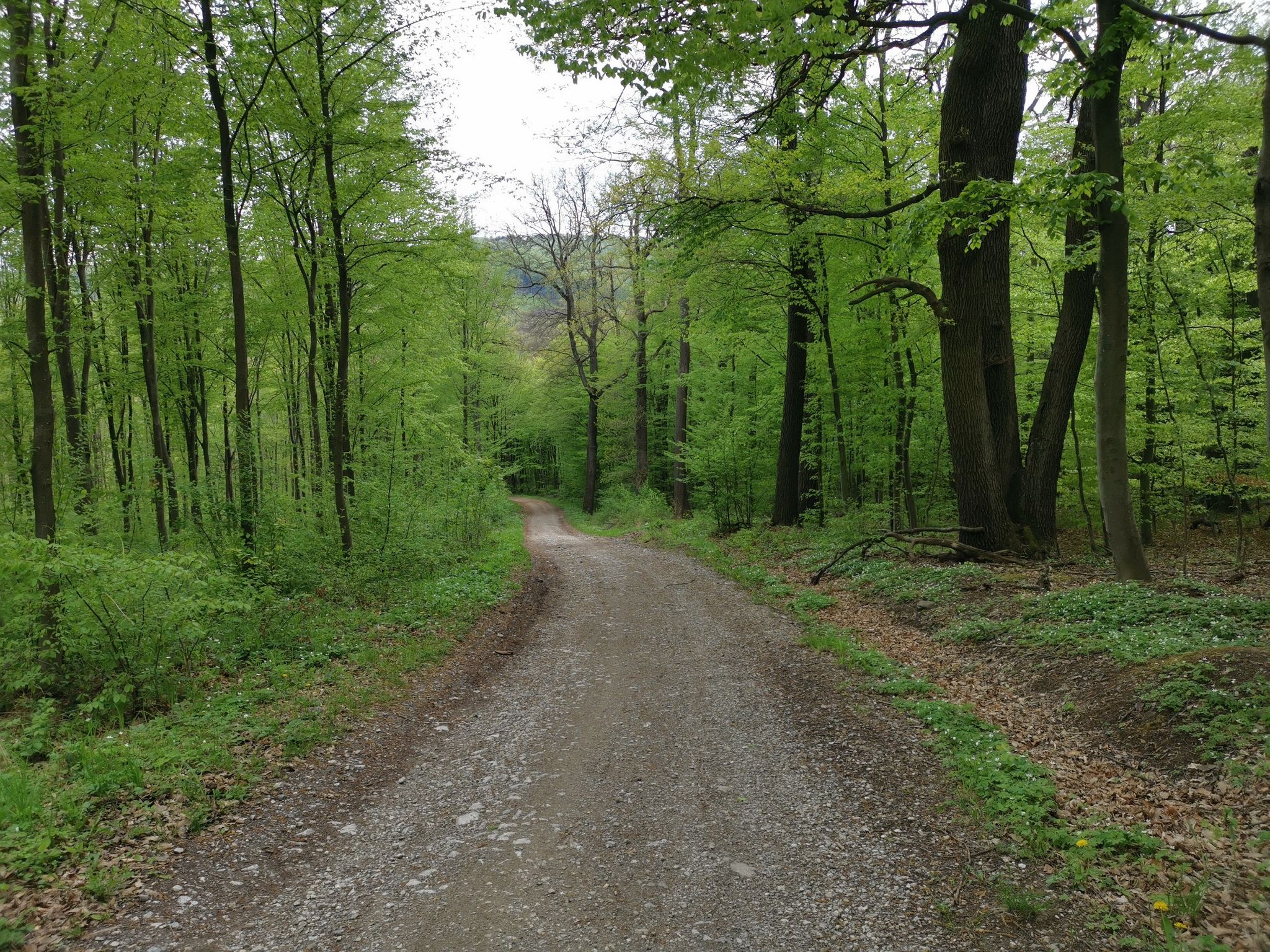 Wienerwald Gravel