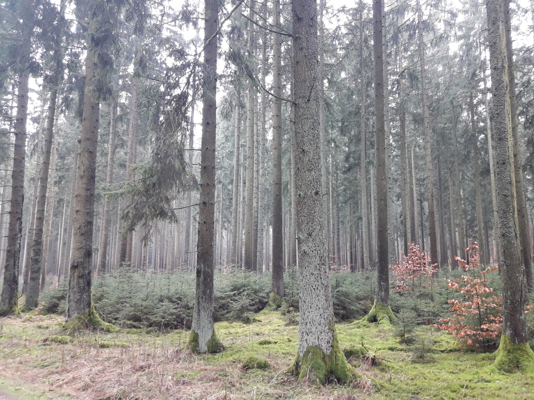 Familie  Wald  alt und jung