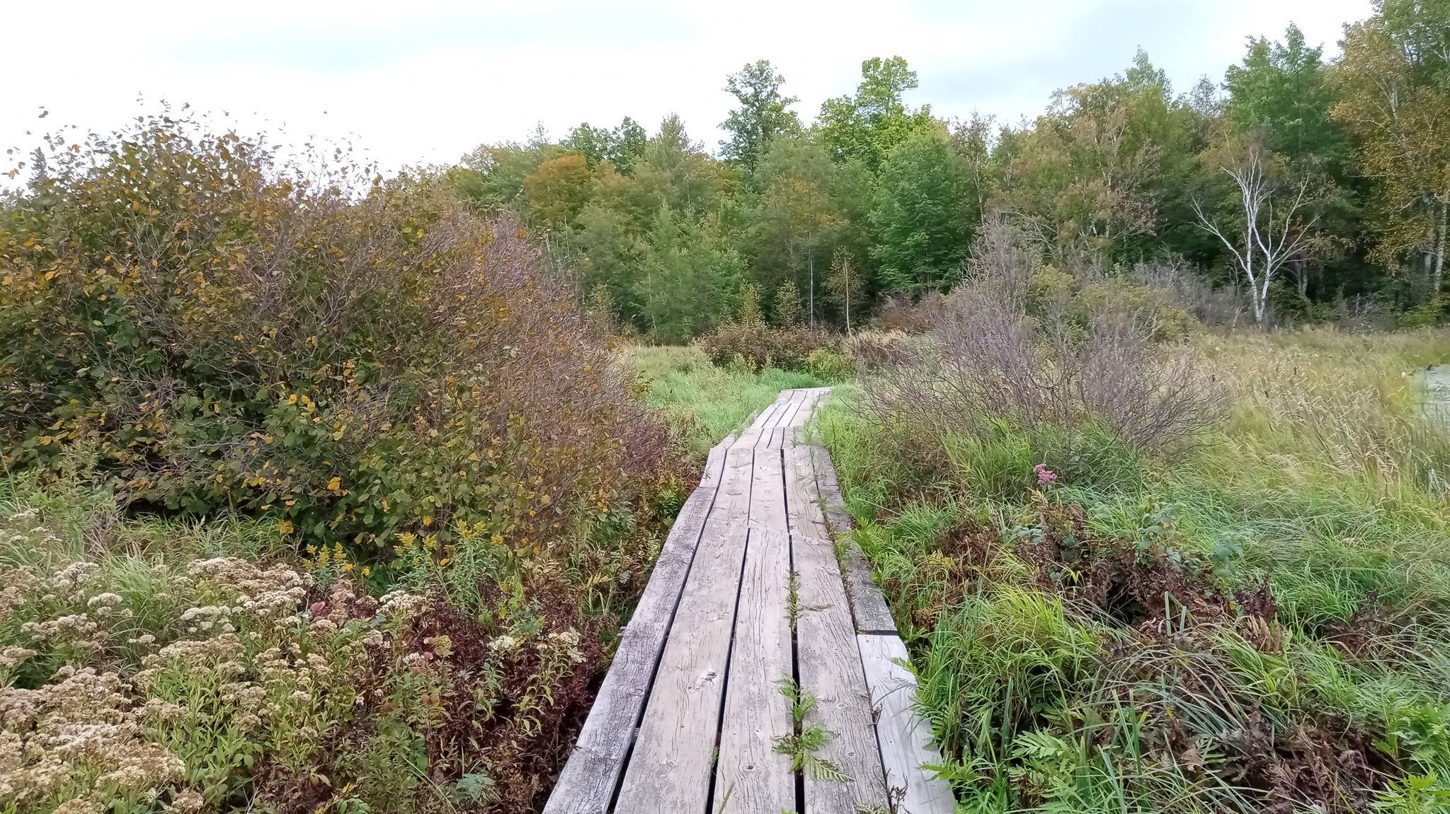 a little boardwalk built over the Marsh