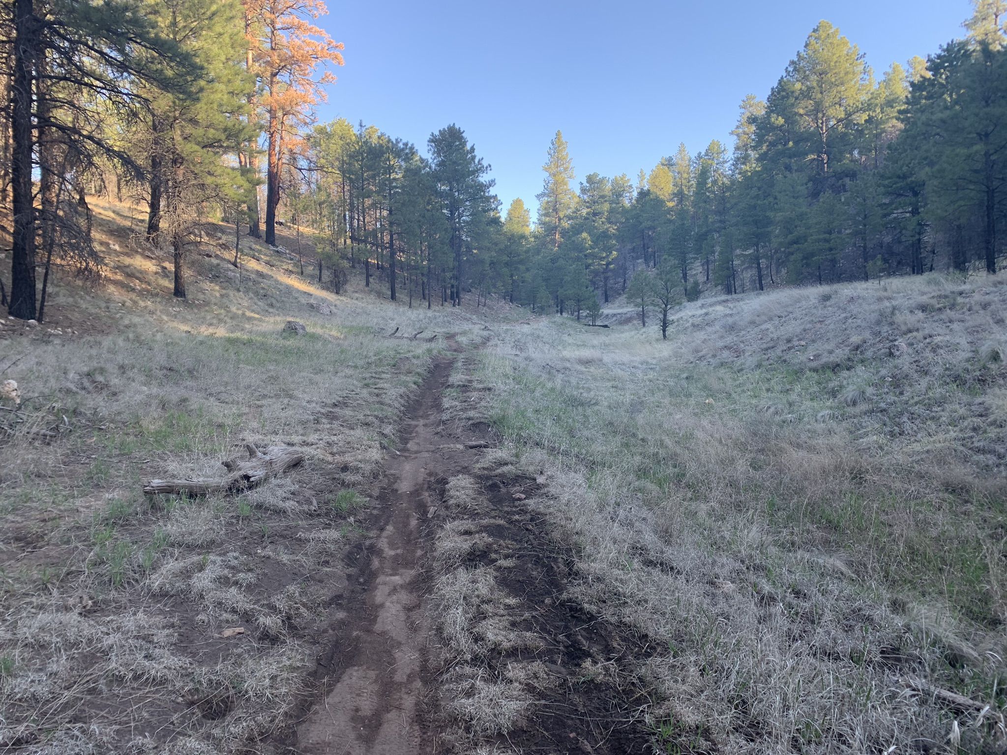 A narrow dirt trail winds through a grassy valley surrounded by pine trees. - FUTS Connector Trail loop from Northern Arizona University