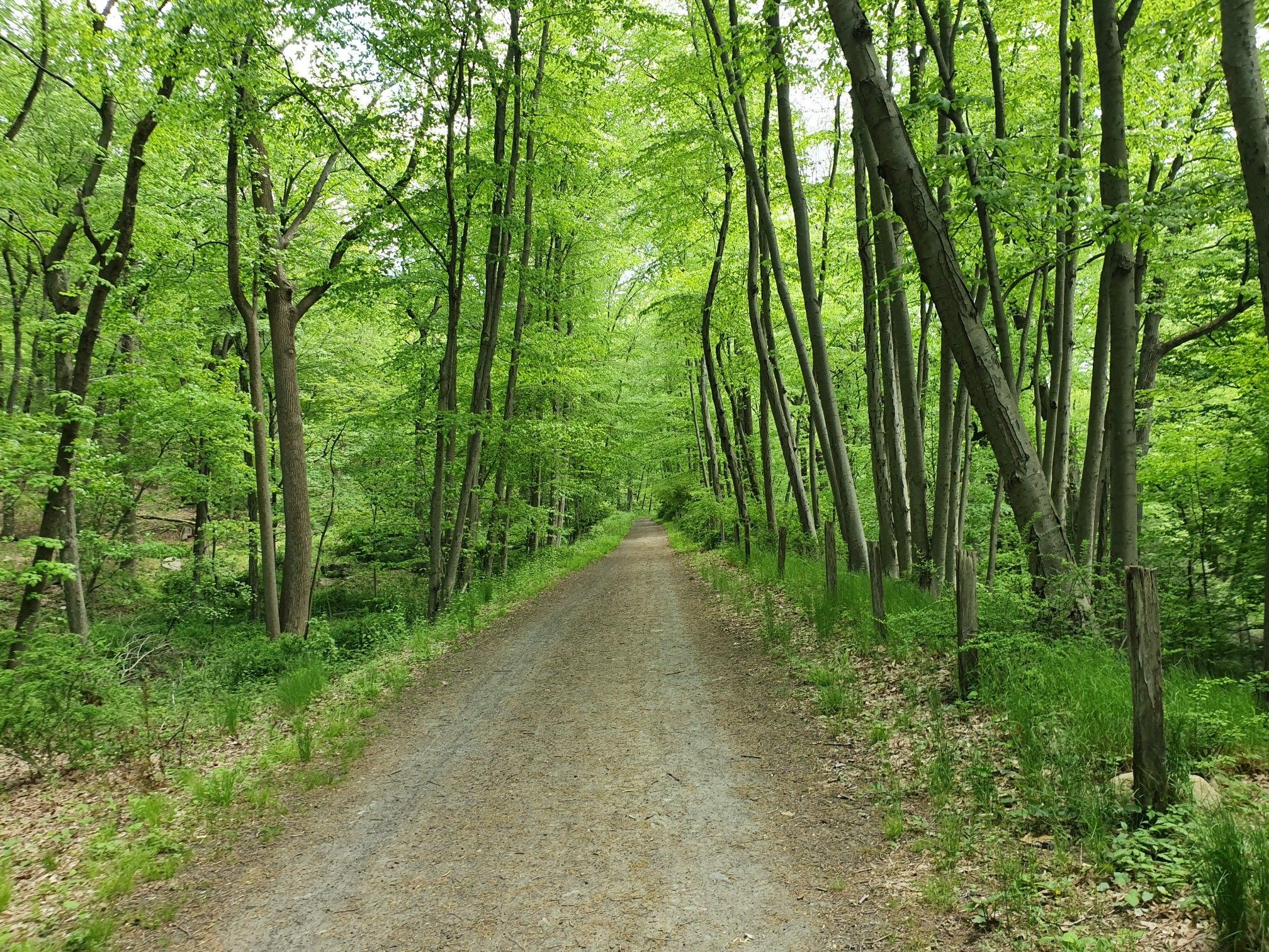 A straight gravel path extends through a dense, bright green forest. - Foundation Ruins – Pocantico Falls loop from Rockefeller State Park Preserve