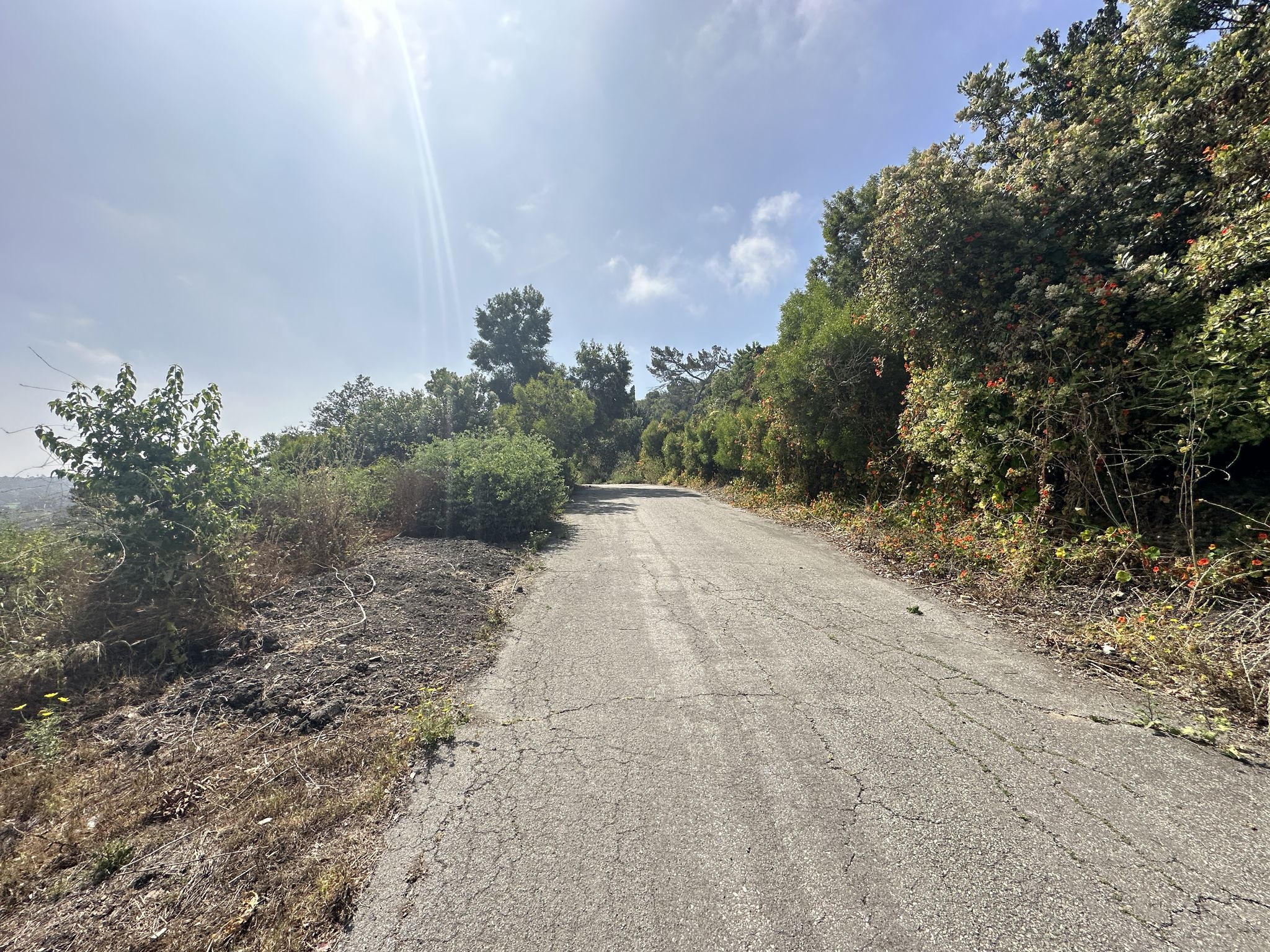 Sunny cracked paved road winding through green trees and brush. - Olmsted Creek and Del Sol Fire Road Loop