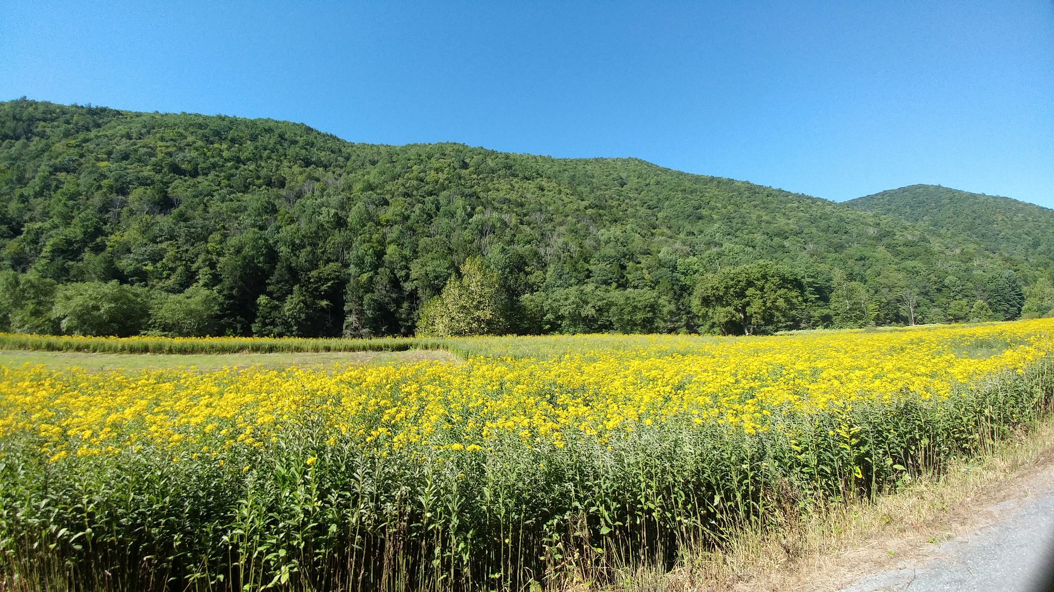 Vast field of yellow flowers in front of green forested hills, clear sky. - Hotel Manor loop from Little Pine State Park