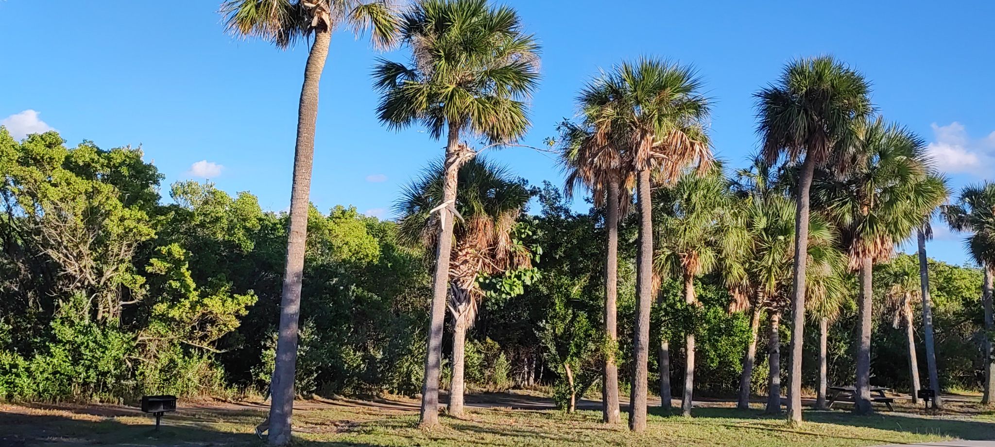 Group of tall palm trees in a sunny, grassy area with green bushes. - Hugh Taylor Birch State Park loop