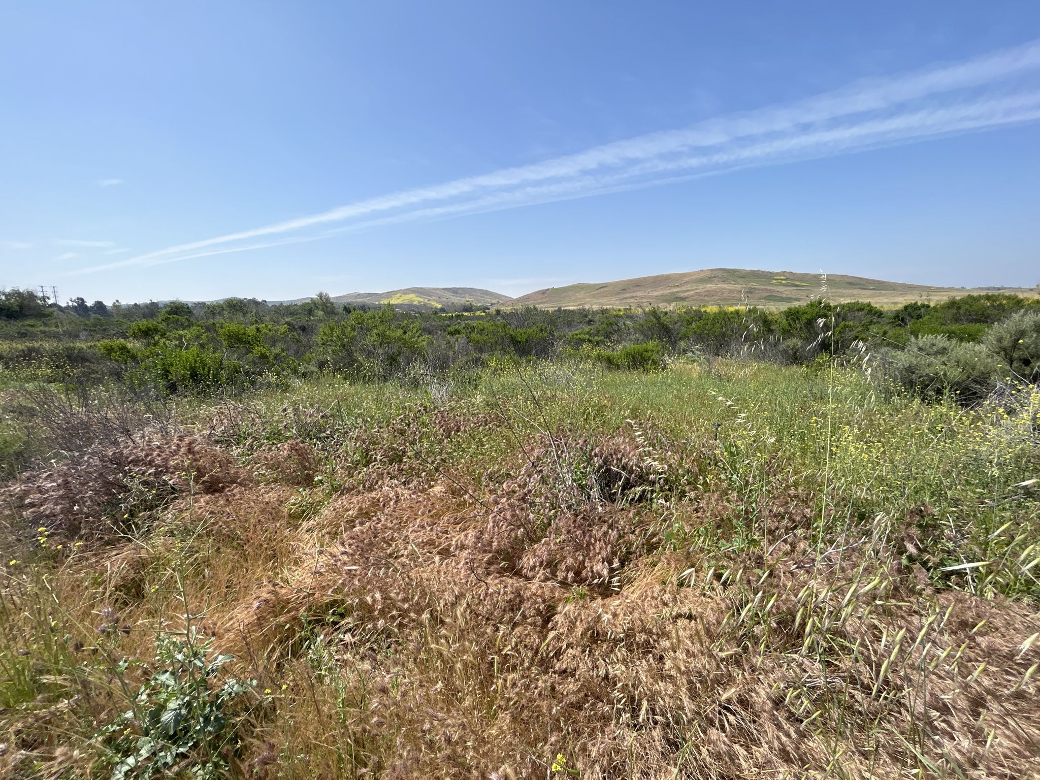 Expansive view of green and brown wild grasses under a clear blue sky. - Quail Hill and Shady Canyon Loop