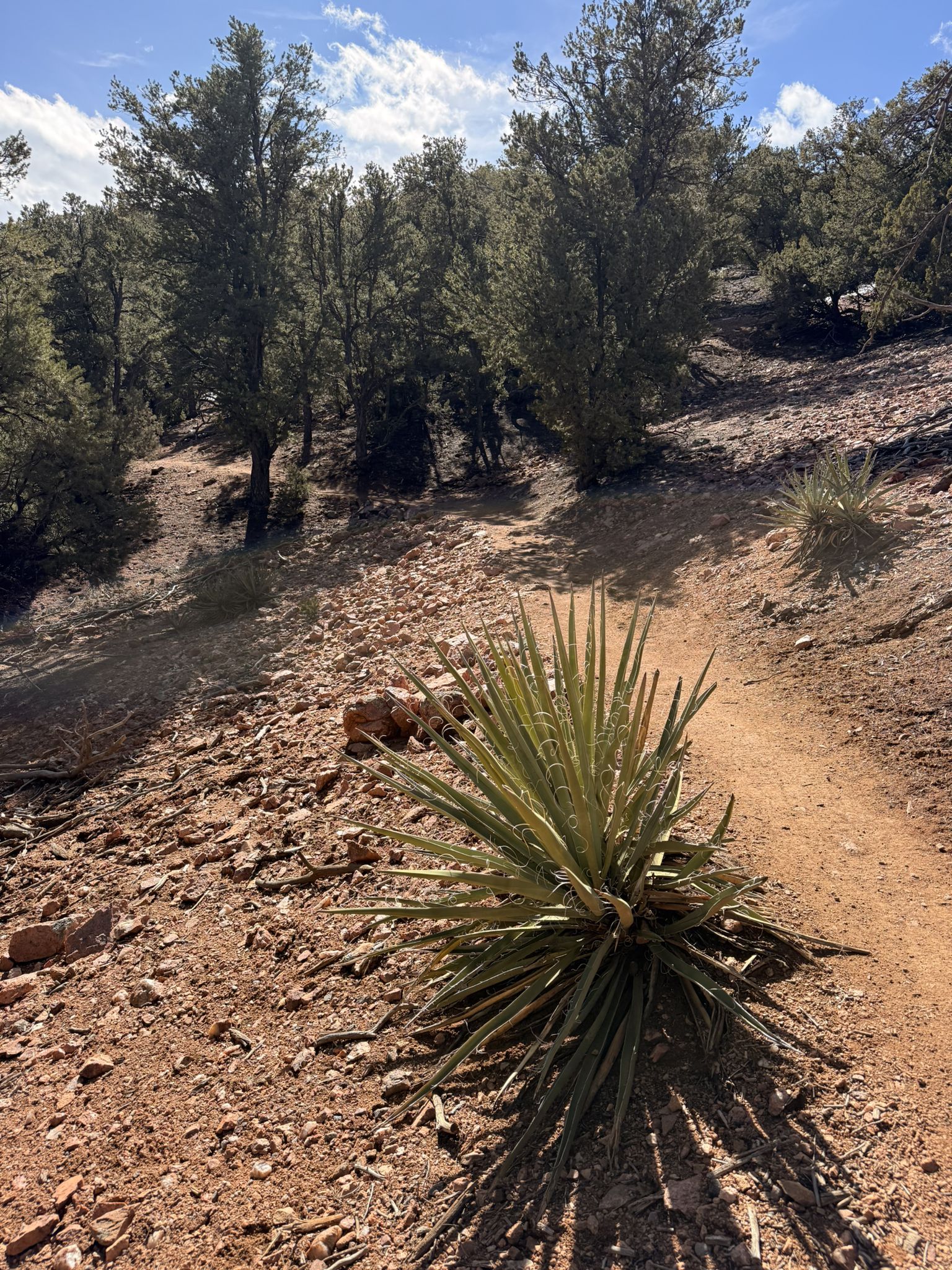 A spiky desert plant grows beside a rocky dirt trail in sunlight. - Dale Ball Trails North – Sierra del Norte Trailhead loop from Sierra del Norte Trailhead
