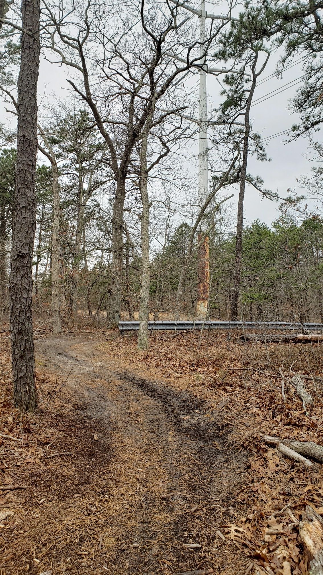 ATV damage - ATV use is illegal in the Pine Barrens. Call 1-877-BARRENS to report ATVs when you see them.