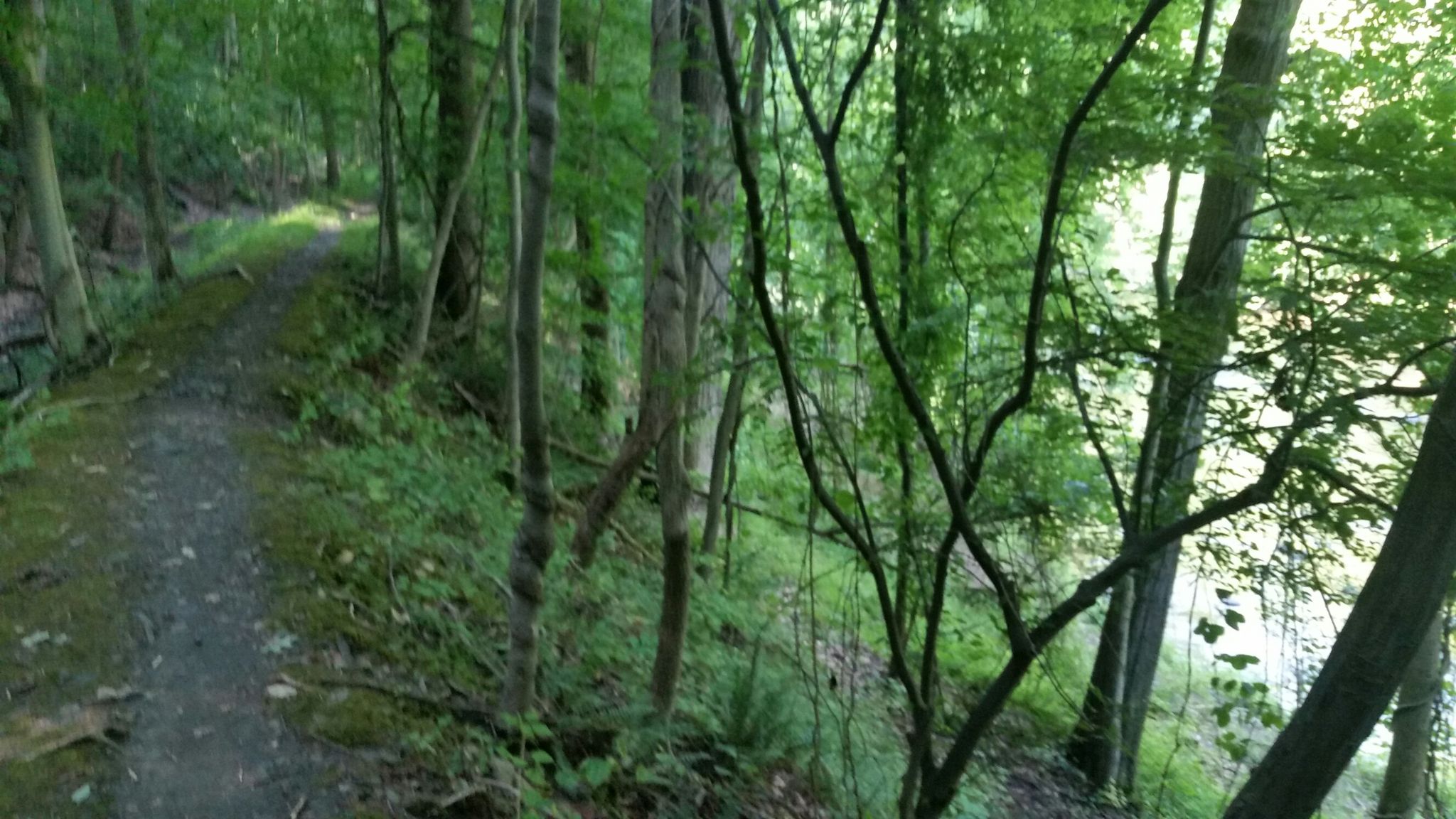 A winding dirt path through a sun-dappled forest next to water. - River bridge view – Pickall Trail loop from Patapsco Valley State Park Daniels Area