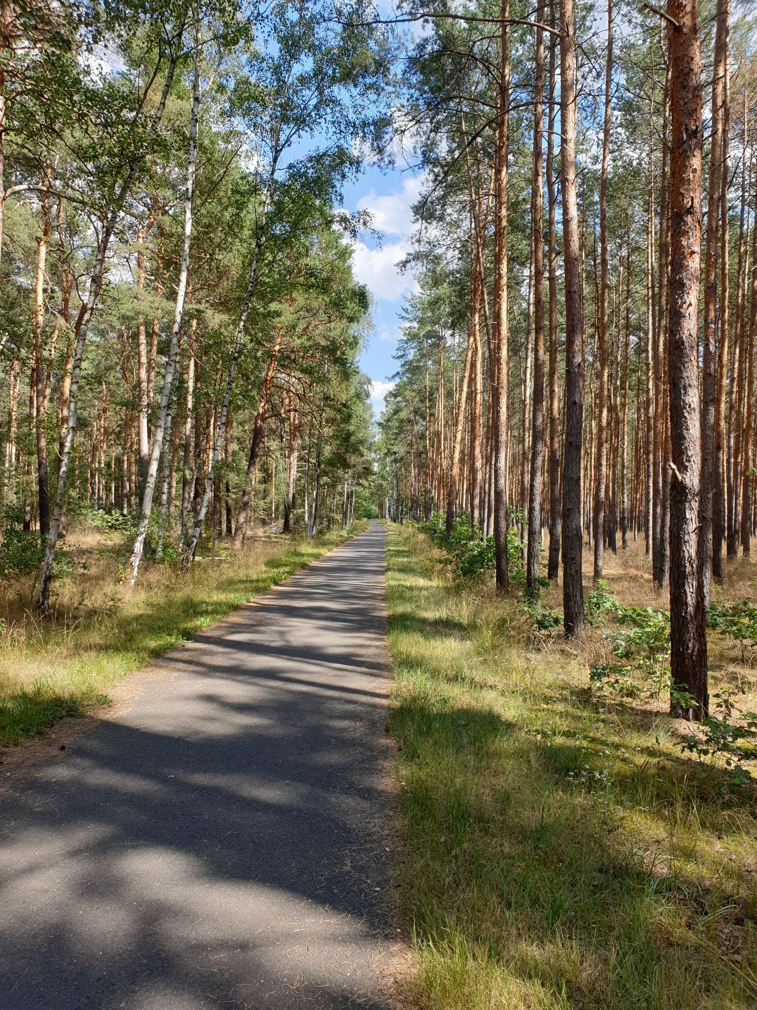 Radweg zwischen Eichow - Krieschow