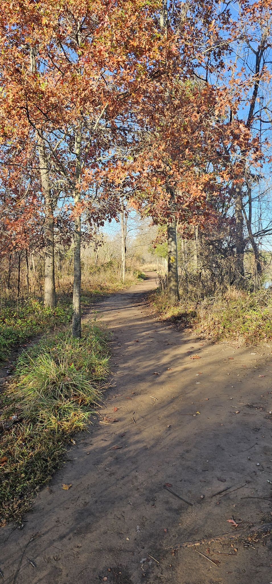 Sunny dirt path winding through autumn trees in a forest. - Algonkian Regional Park Woodland Trail