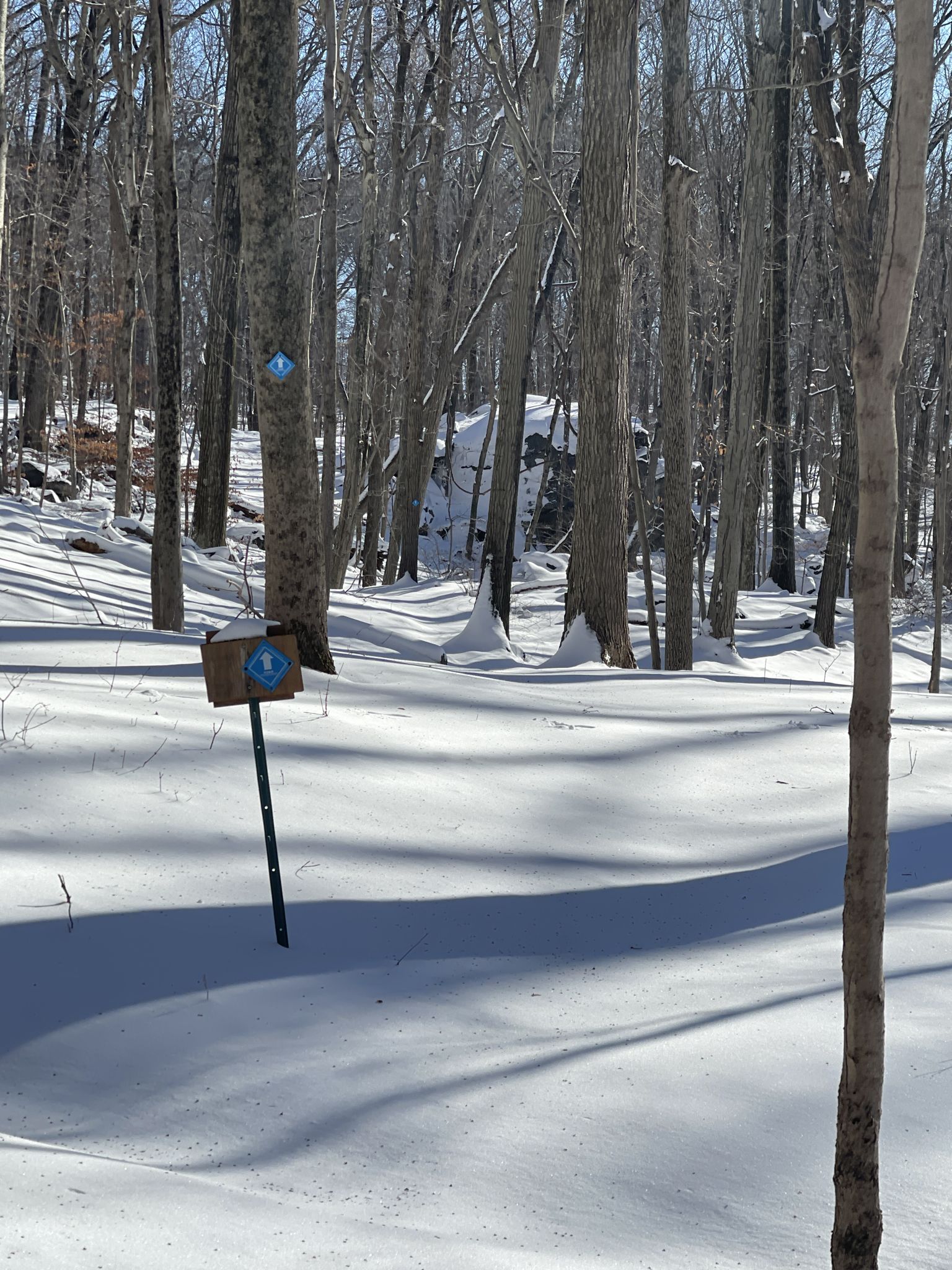 A blue trail marker and blaze in a sunny, snow-covered winter forest. - Lost Pond and Sentry Ridge Loop