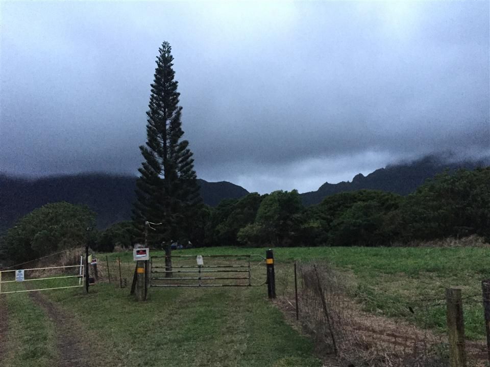 A tall pine tree stands near metal gates in a field under dark clouds. - The Tree Tunnel – Kauai Plantation Railway loop from Kauaʻi Plantation Railway