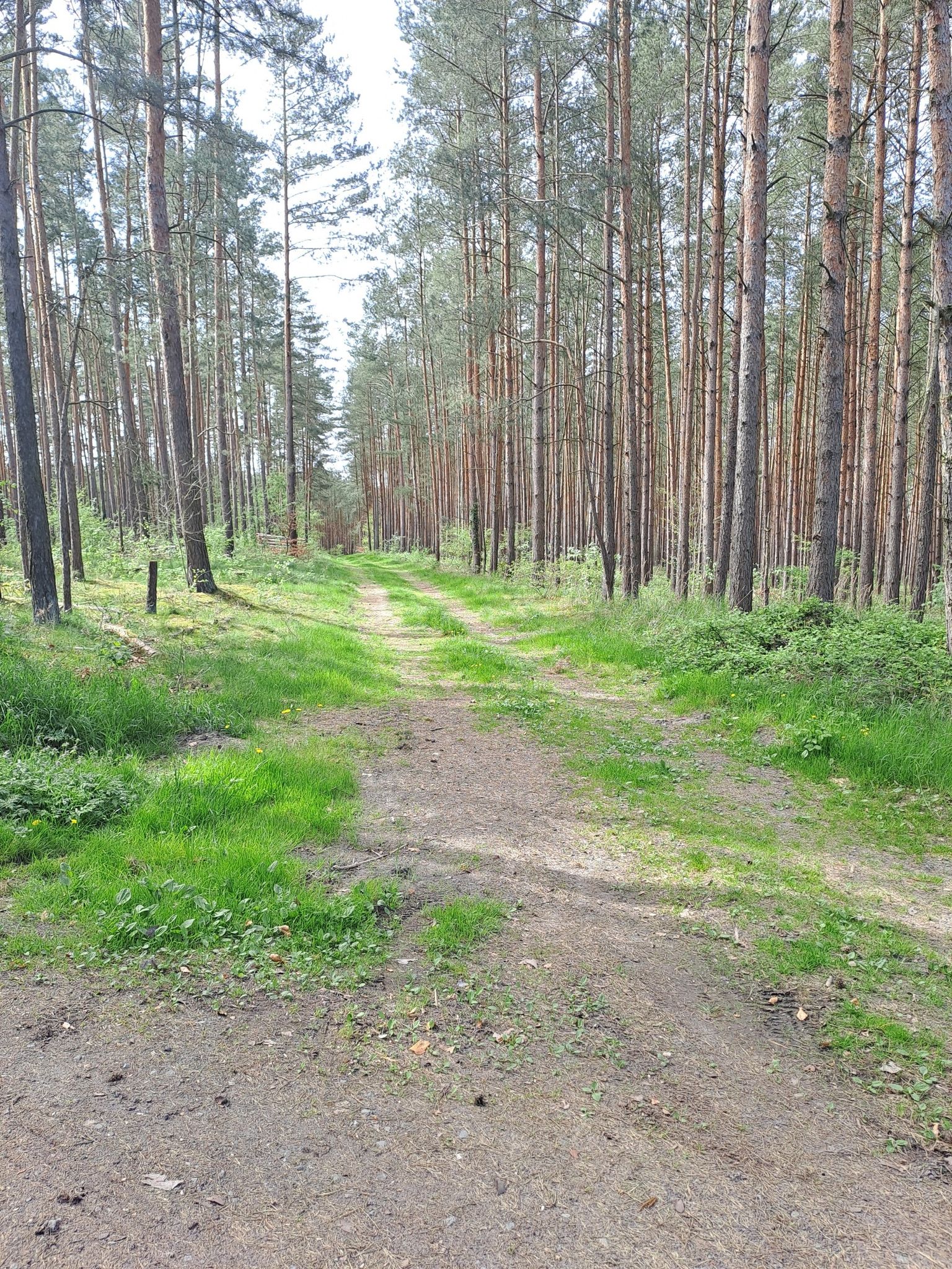 fast wie im Harz