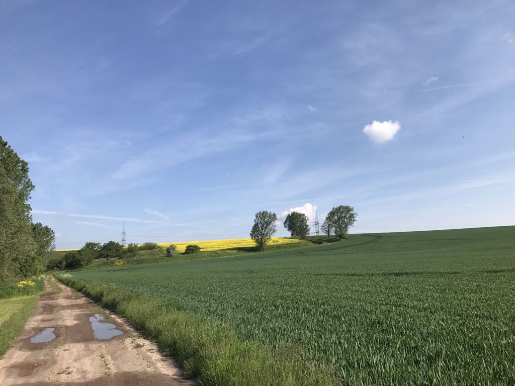 Zwische Nordgermersleben und Bebertal 
