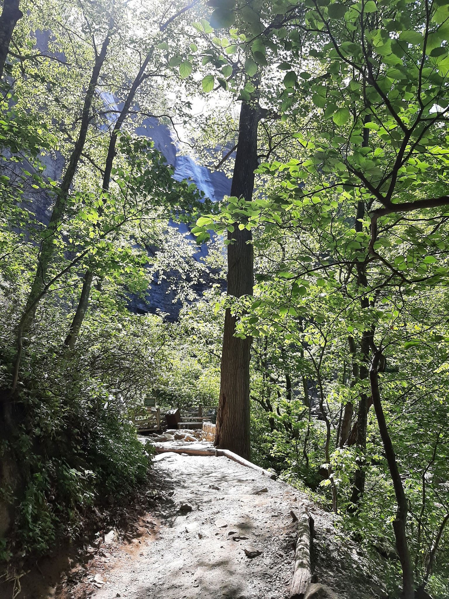 Sunlit forest path leading towards a distant waterfall, surrounded by green trees. Bright daylight. - Hickory Nut Falls Trail